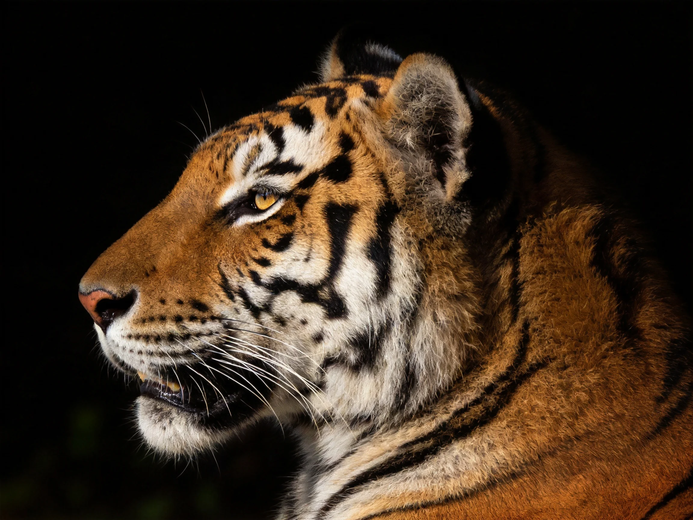 A majestic tiger with bold black stripes on tawny fur under dramatic lighting.