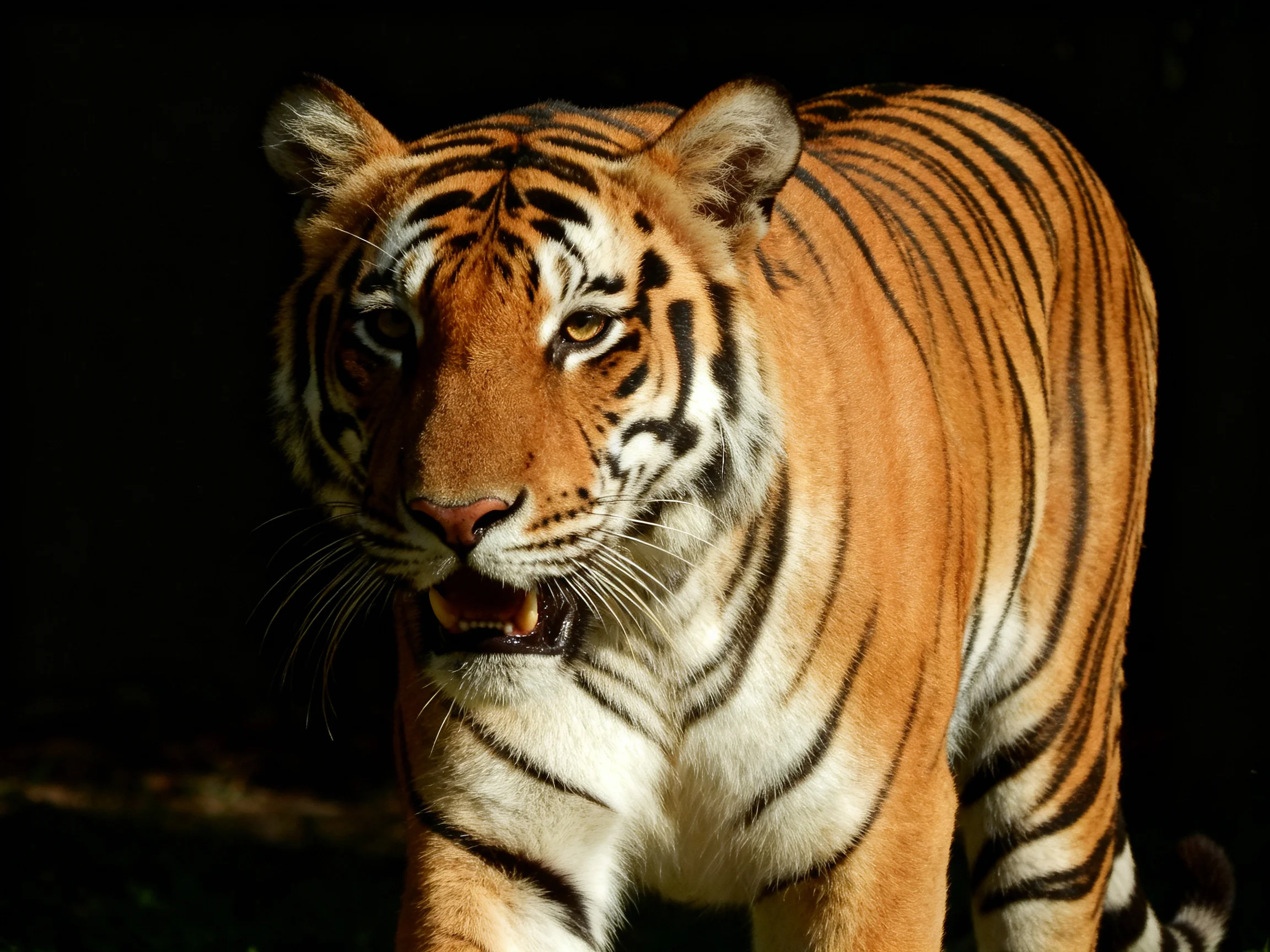 A close - up of a tiger with distinctively patterned fur.