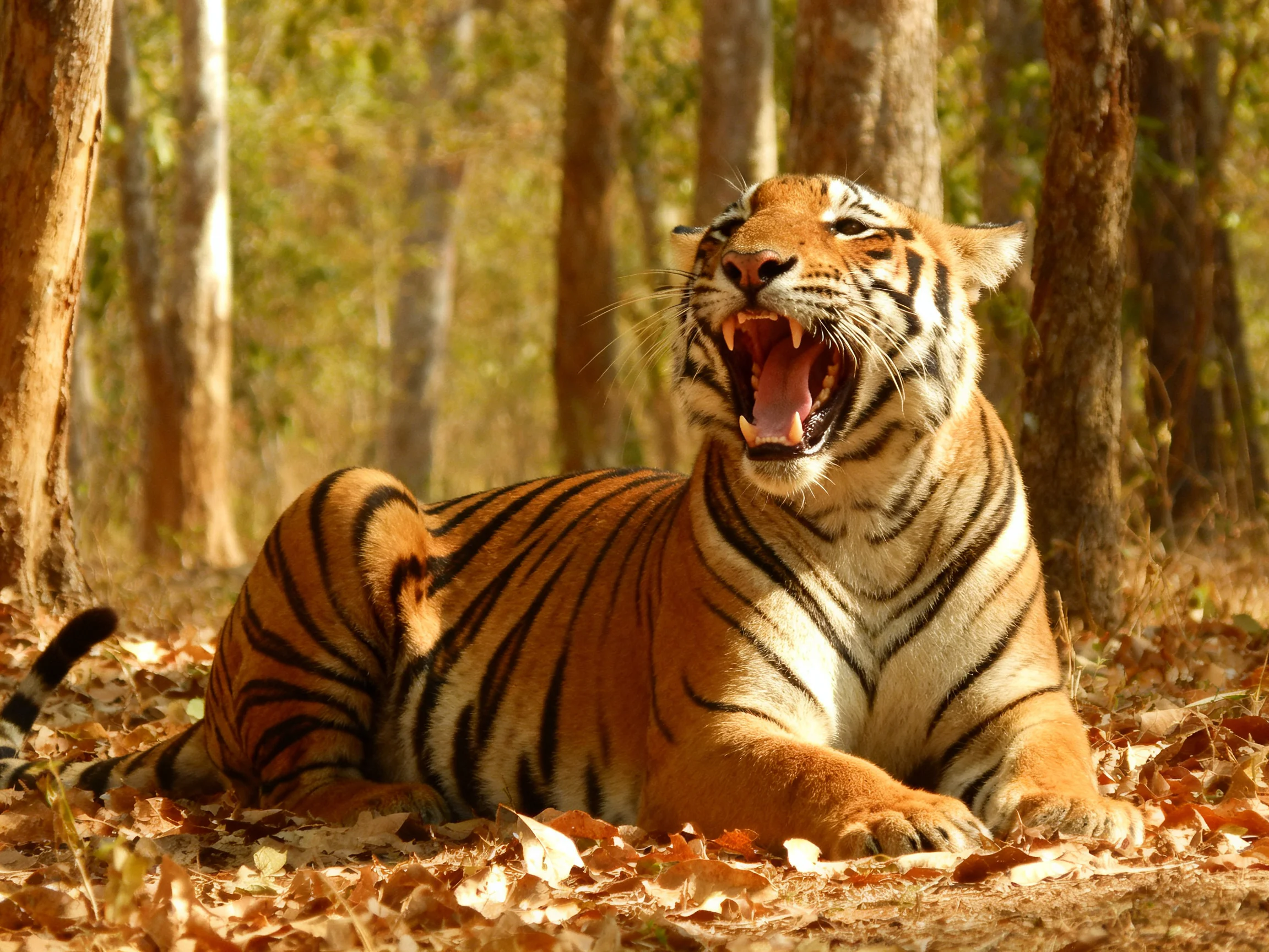 A tiger with bold black stripes relaxes on fallen leaves in a sun-dappled forest.