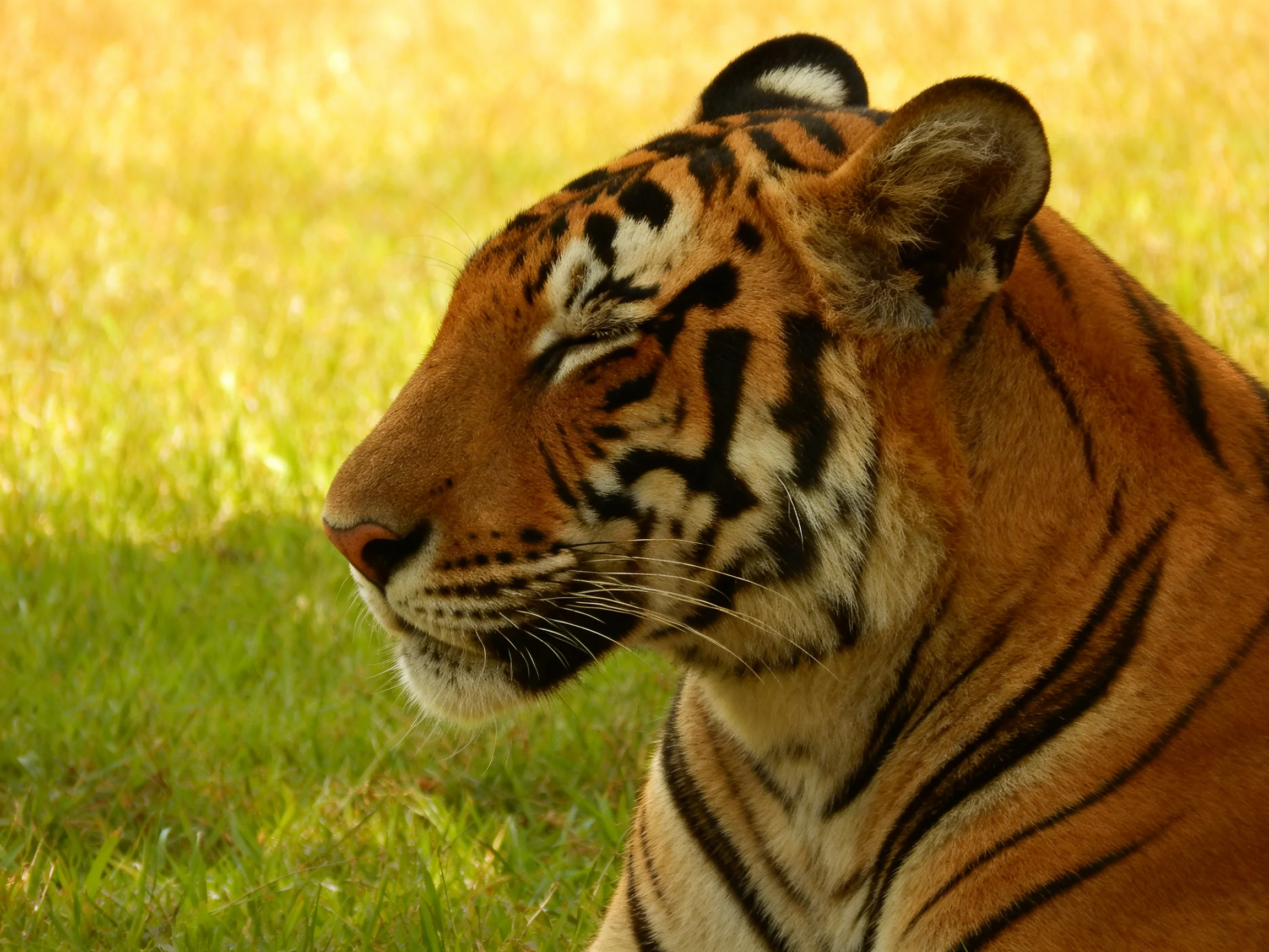 A tiger with bold black stripes relaxes on green grass.