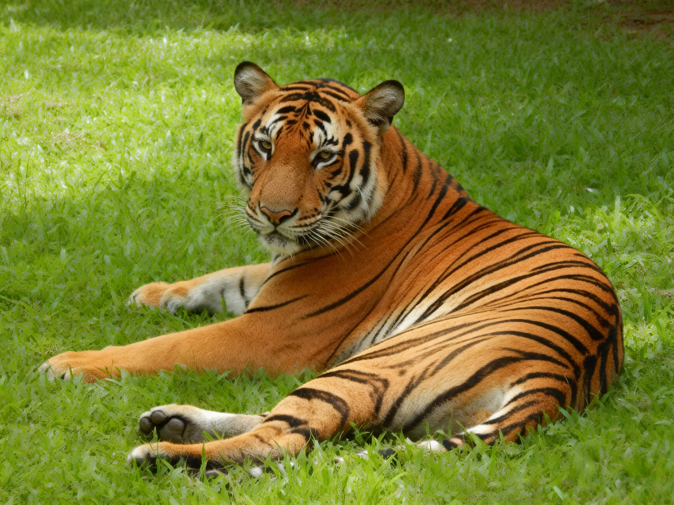 A tiger with striking black stripes reclines on vibrant green grass.