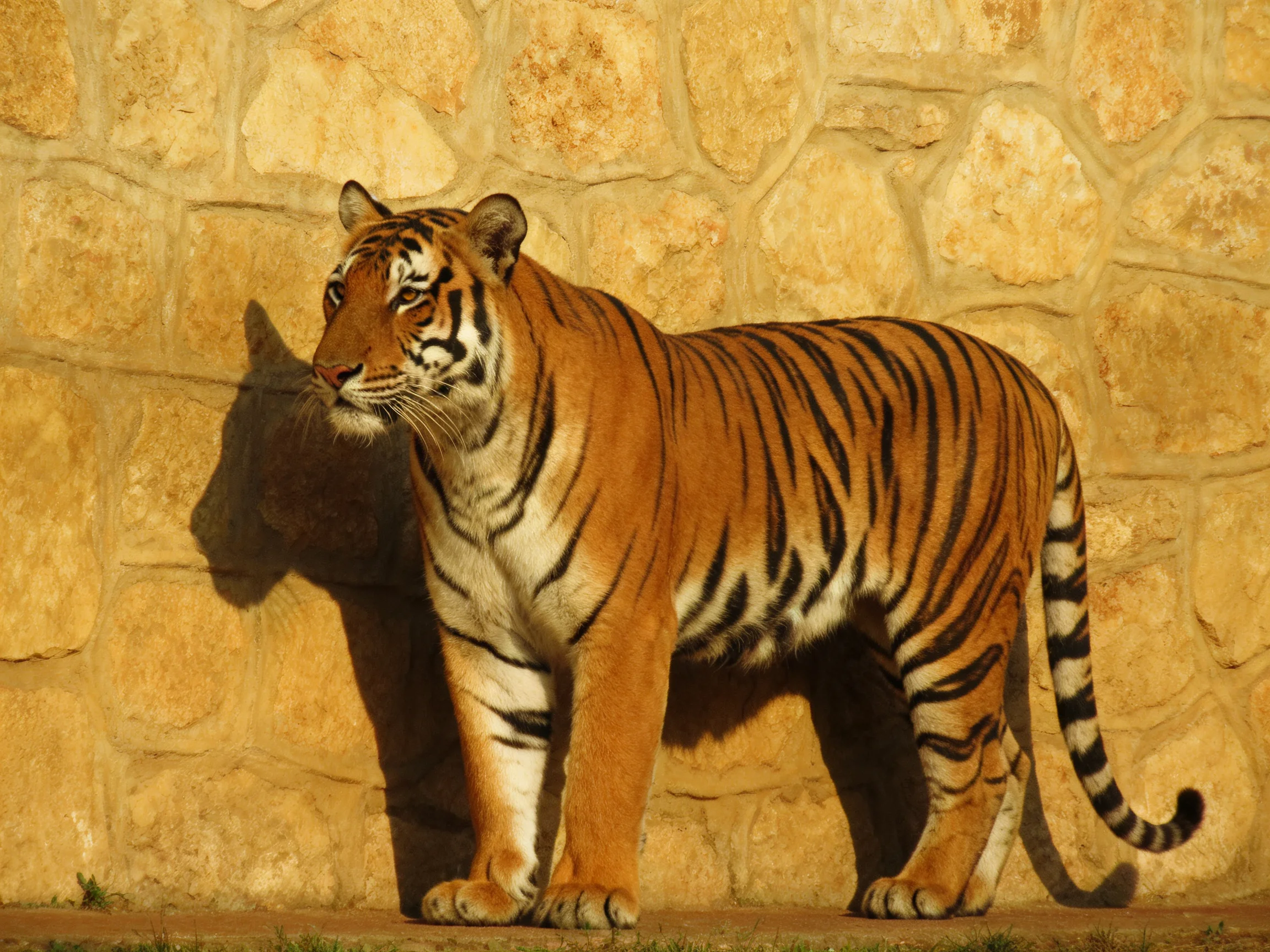 A tiger with striking black stripes stands near a stone wall in bright daylight.