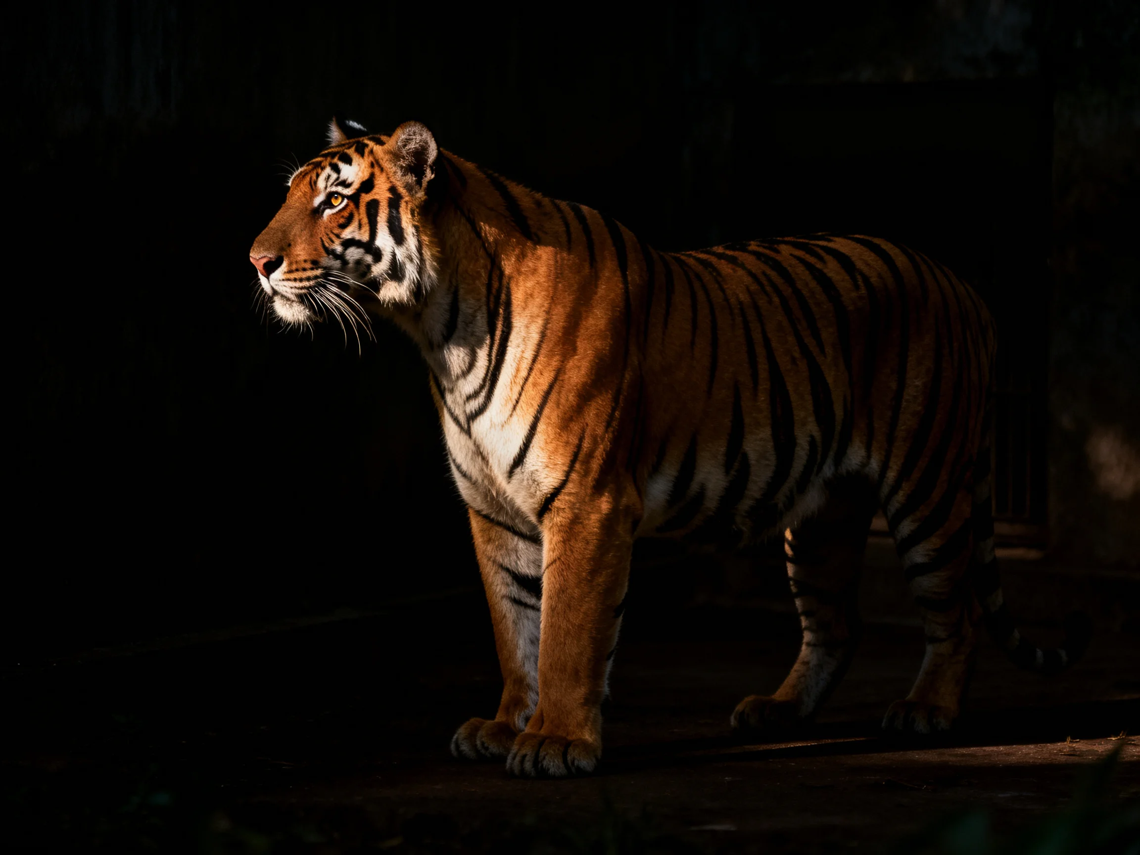 A tiger with striking orange and black markings stands in a dimly lit environment.