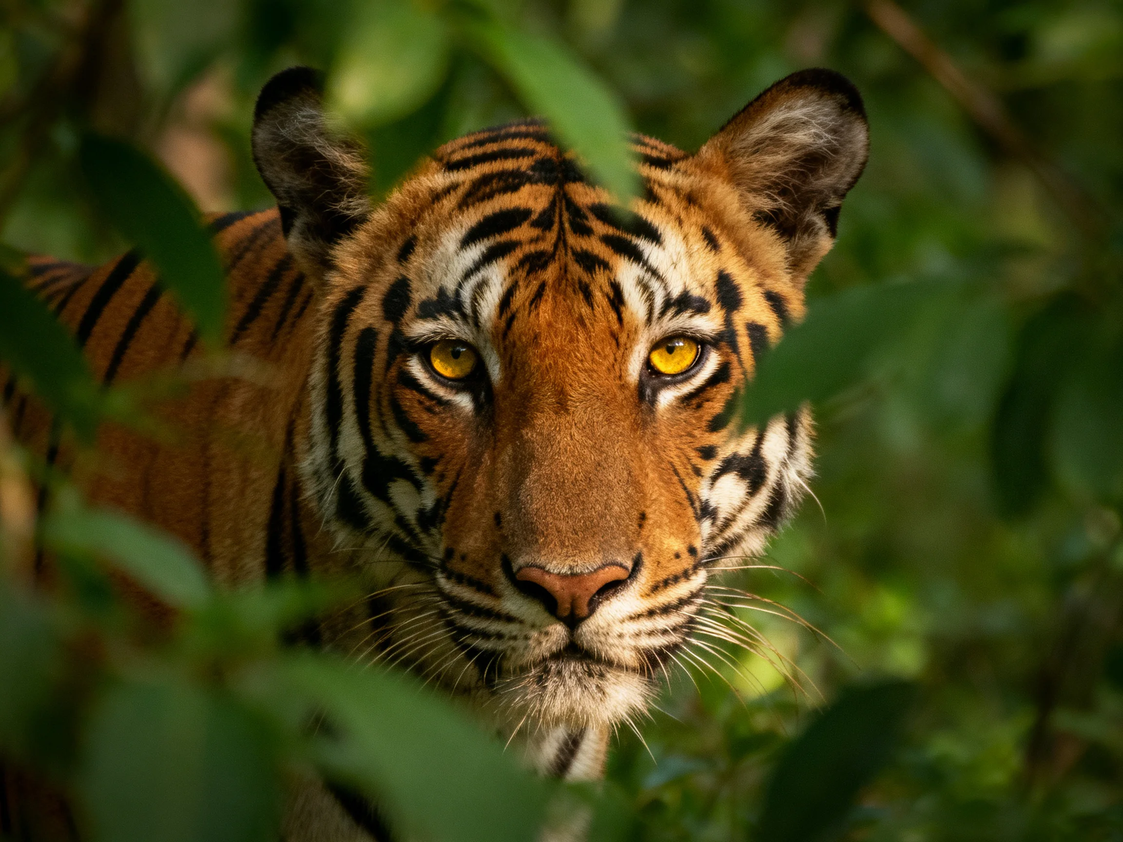 A tiger with bright yellow eyes observes from behind lush vegetation.