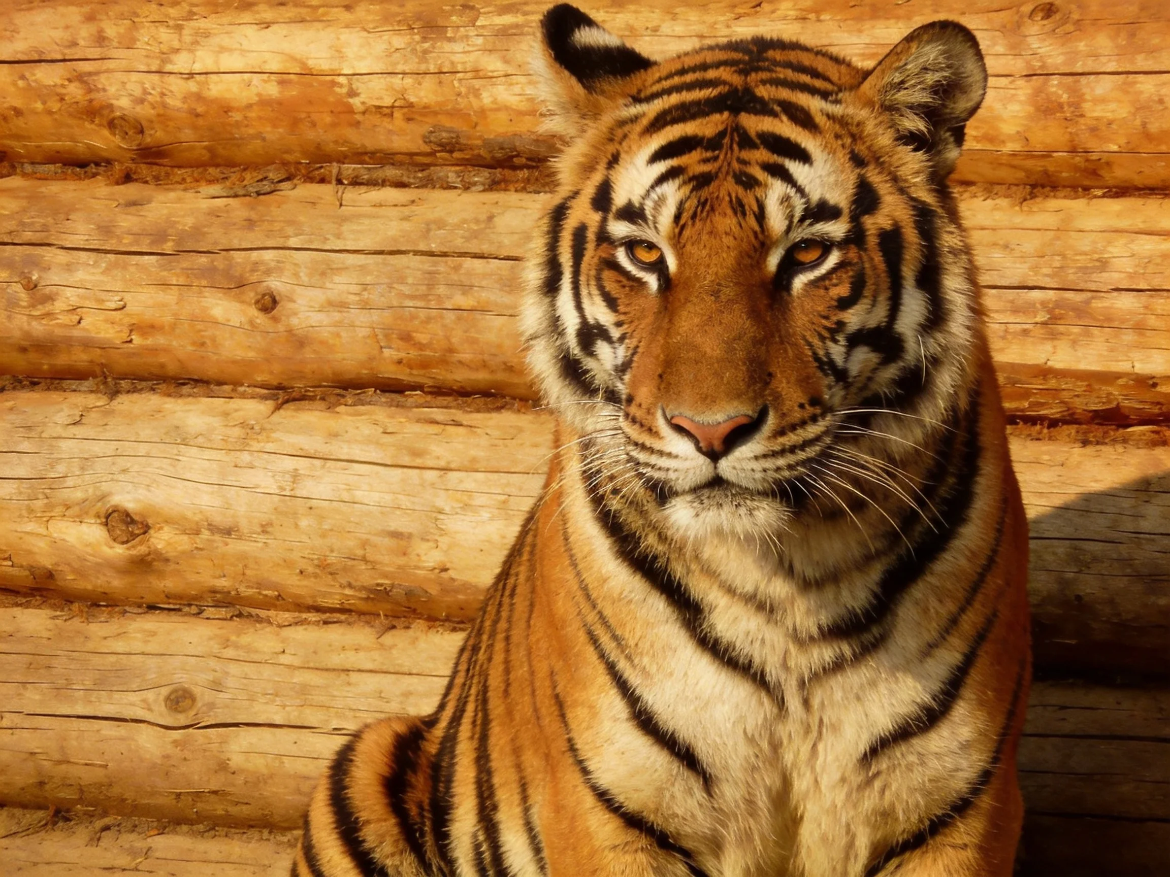 A majestic tiger with orange fur and black stripes near wooden logs