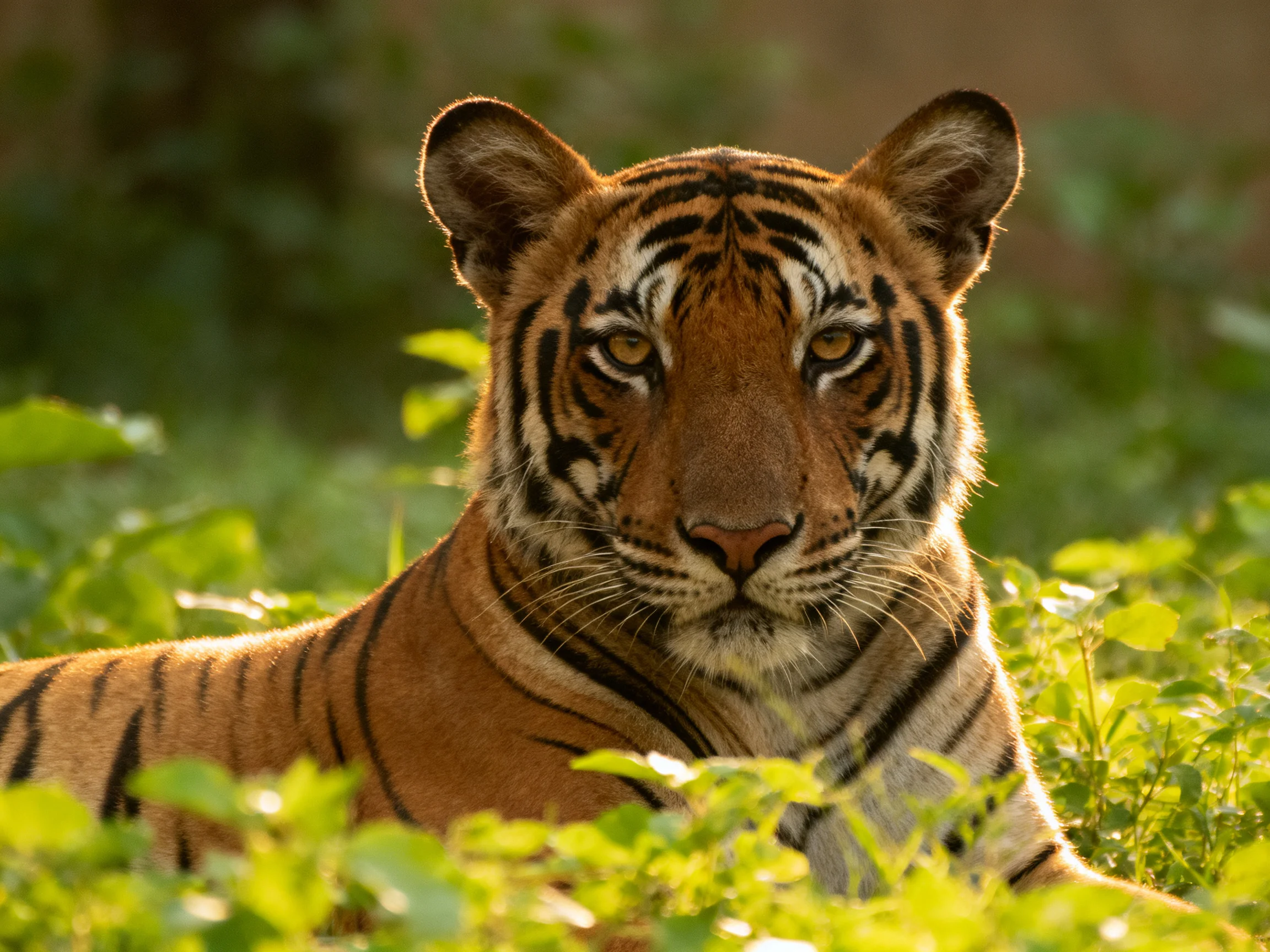 A tiger rests calmly amid dense green vegetation, displaying its striking striped pattern.