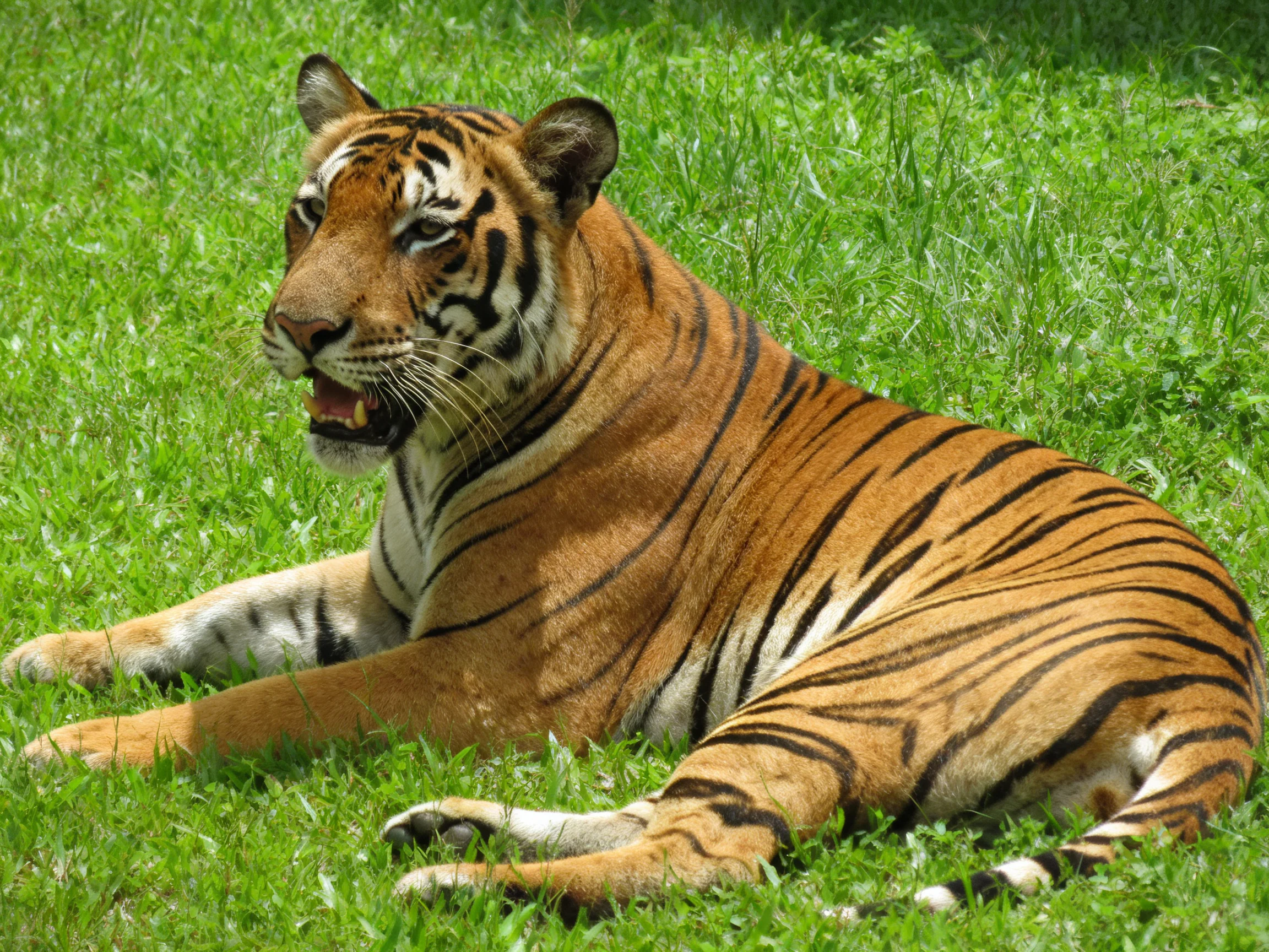 A tiger relaxes on vibrant green grass.