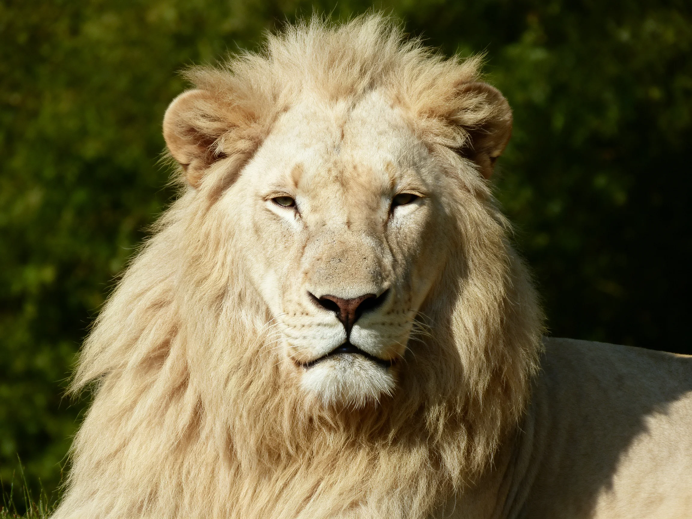 A majestic white lion with thick mane amid lush greenery