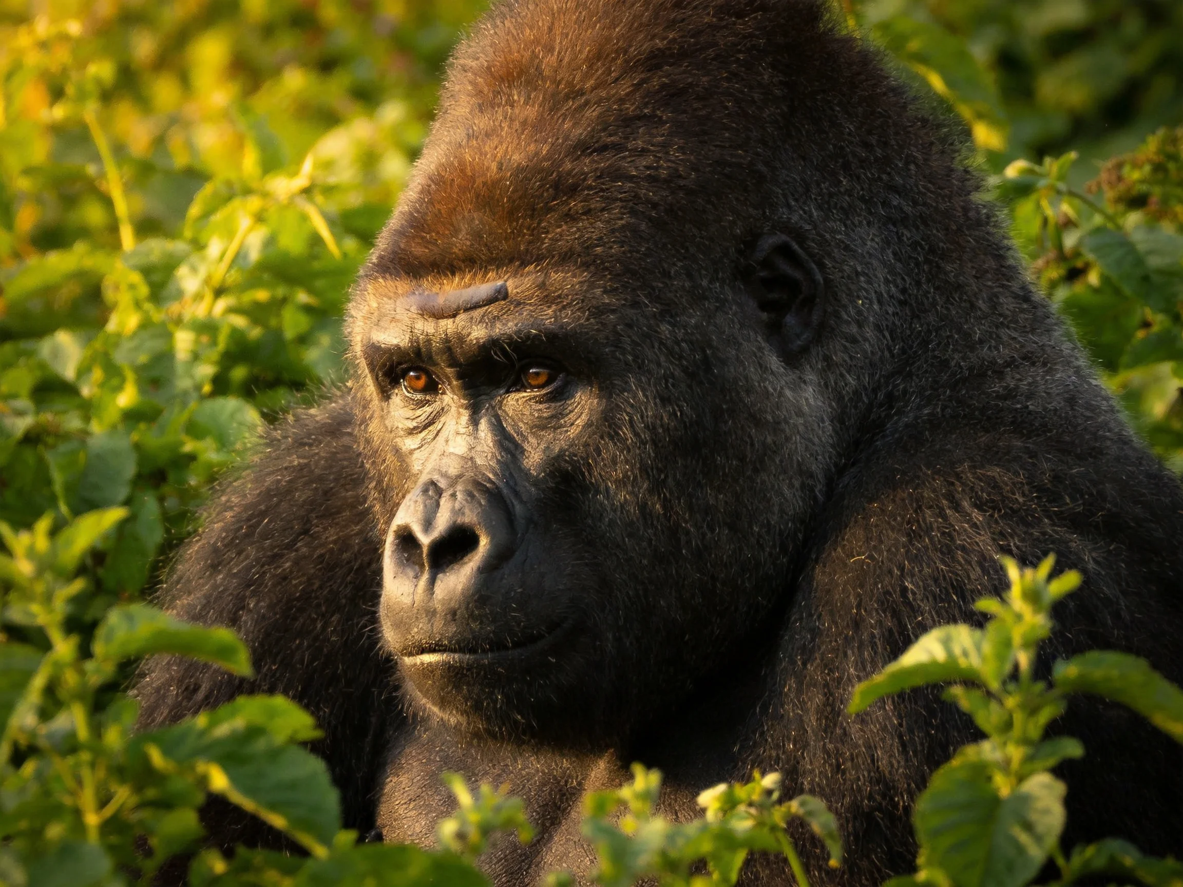 A massive black-furred gorilla rests among dense greenery.