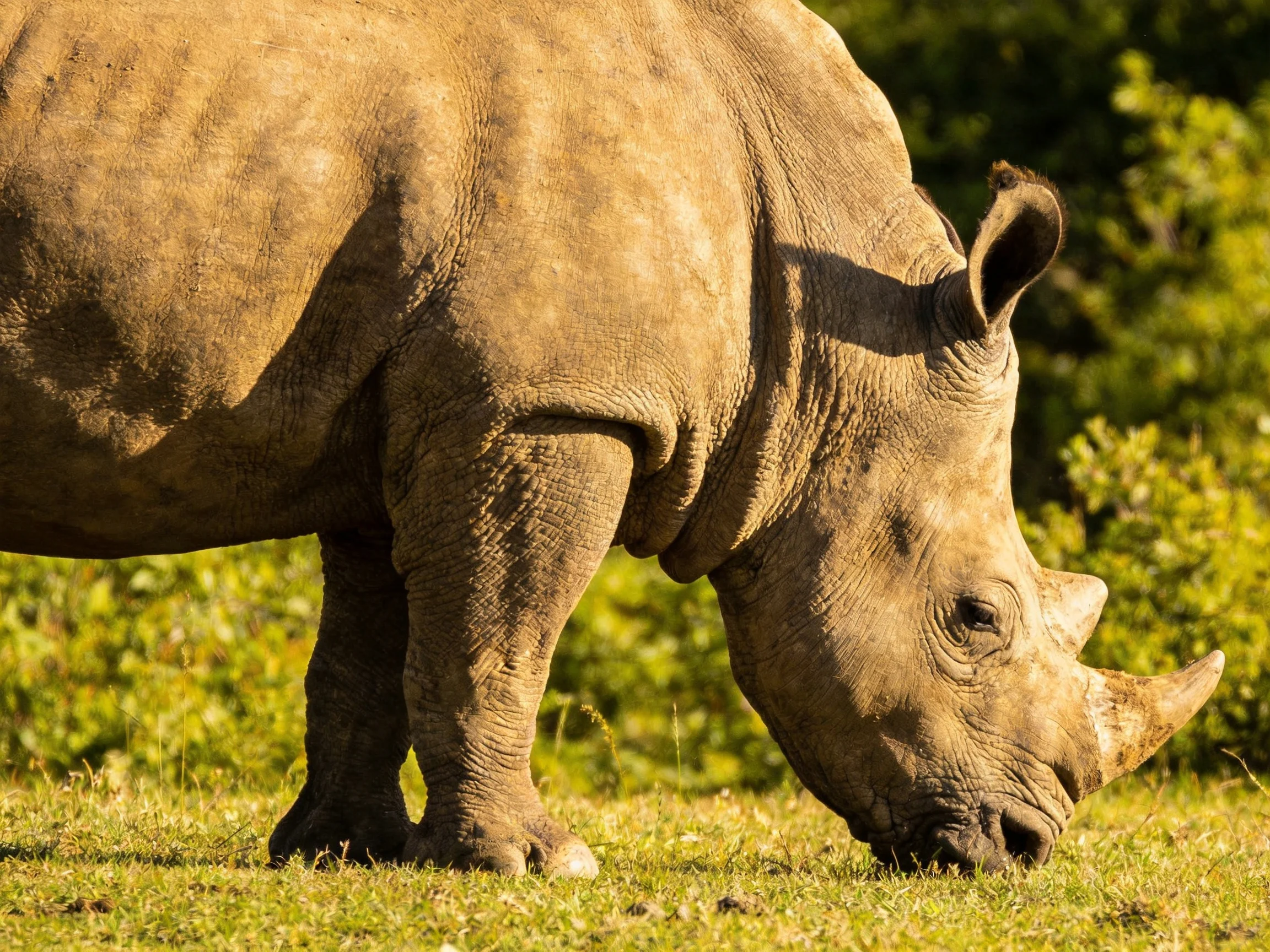 A massive gray-brown rhinoceros grazing in a sunlit grassy landscape