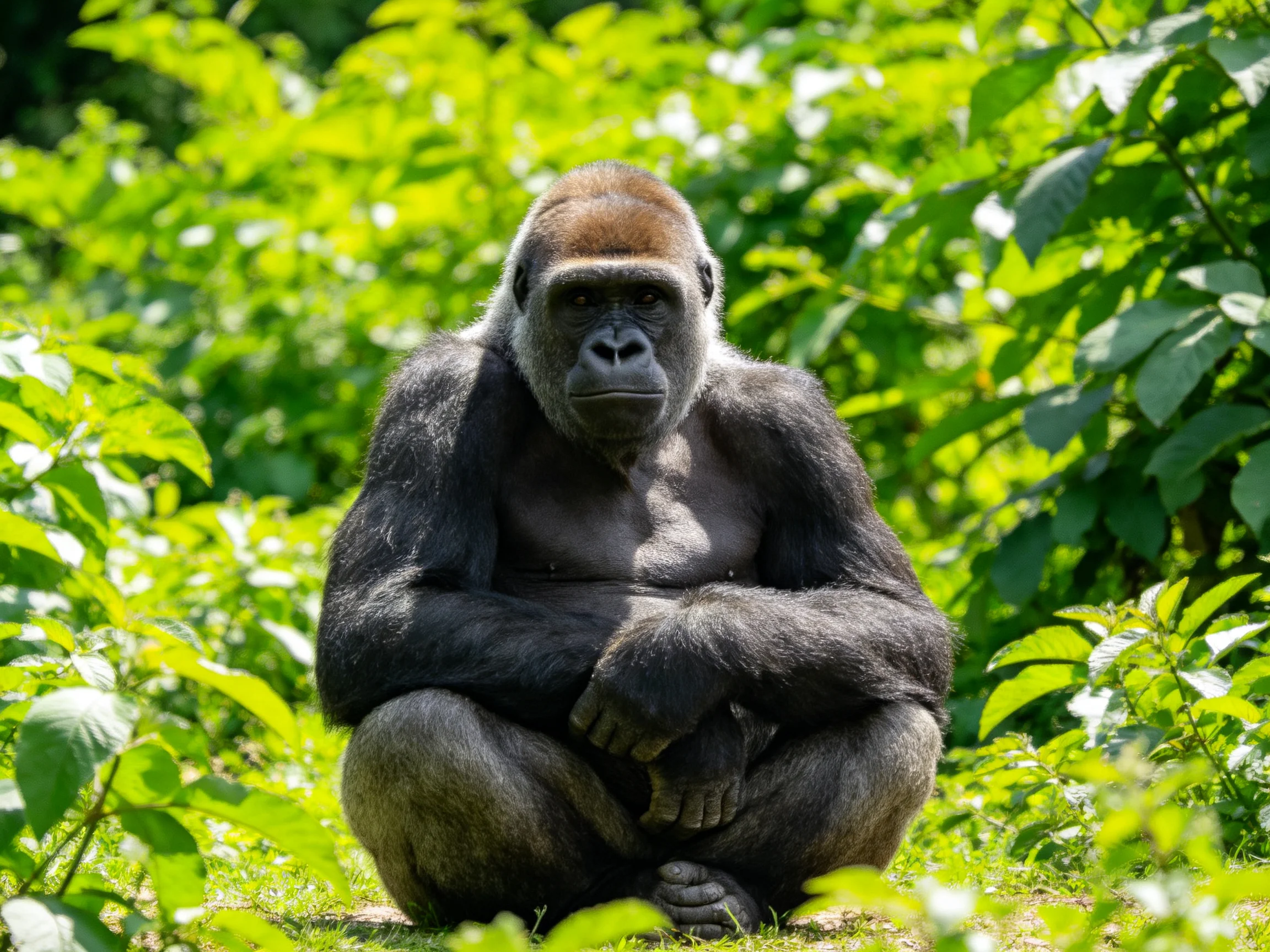 A massive silverback gorilla sits calmly in a sunlit leafy environment.