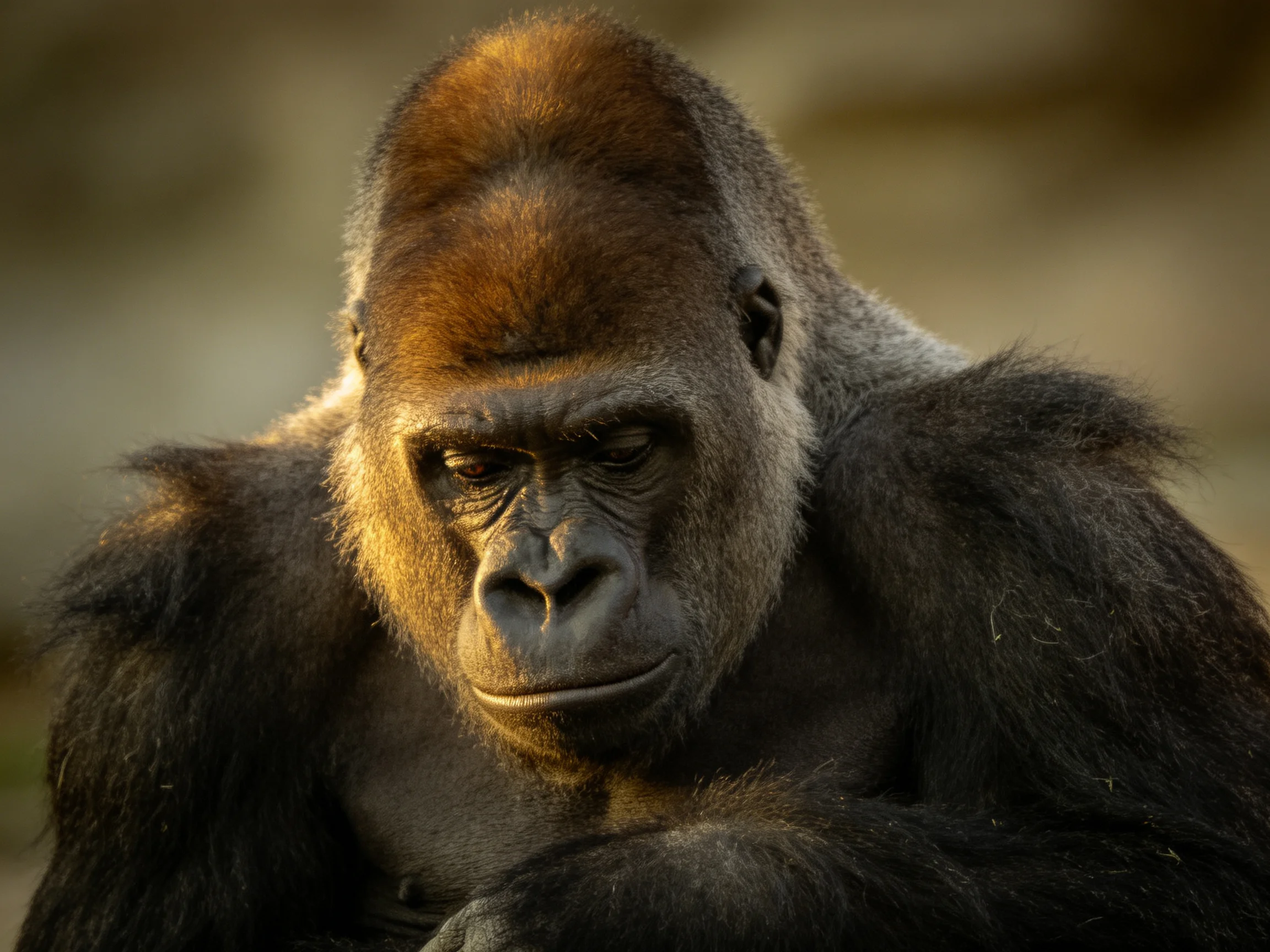 A massive silverback gorilla sits calmly with a contemplative expression.