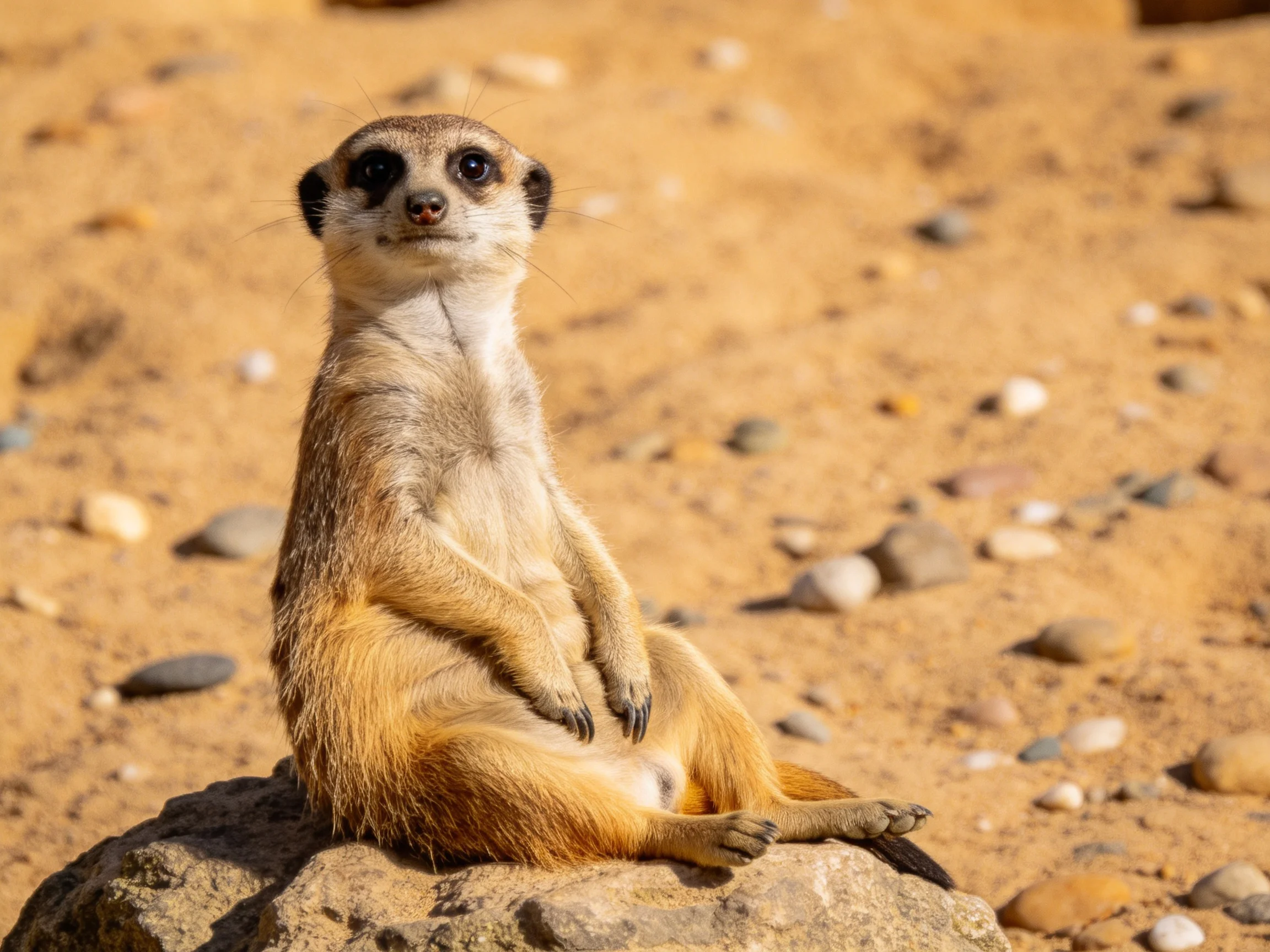 A meerkat sits upright on a rock amid sandy, pebbly terrain
