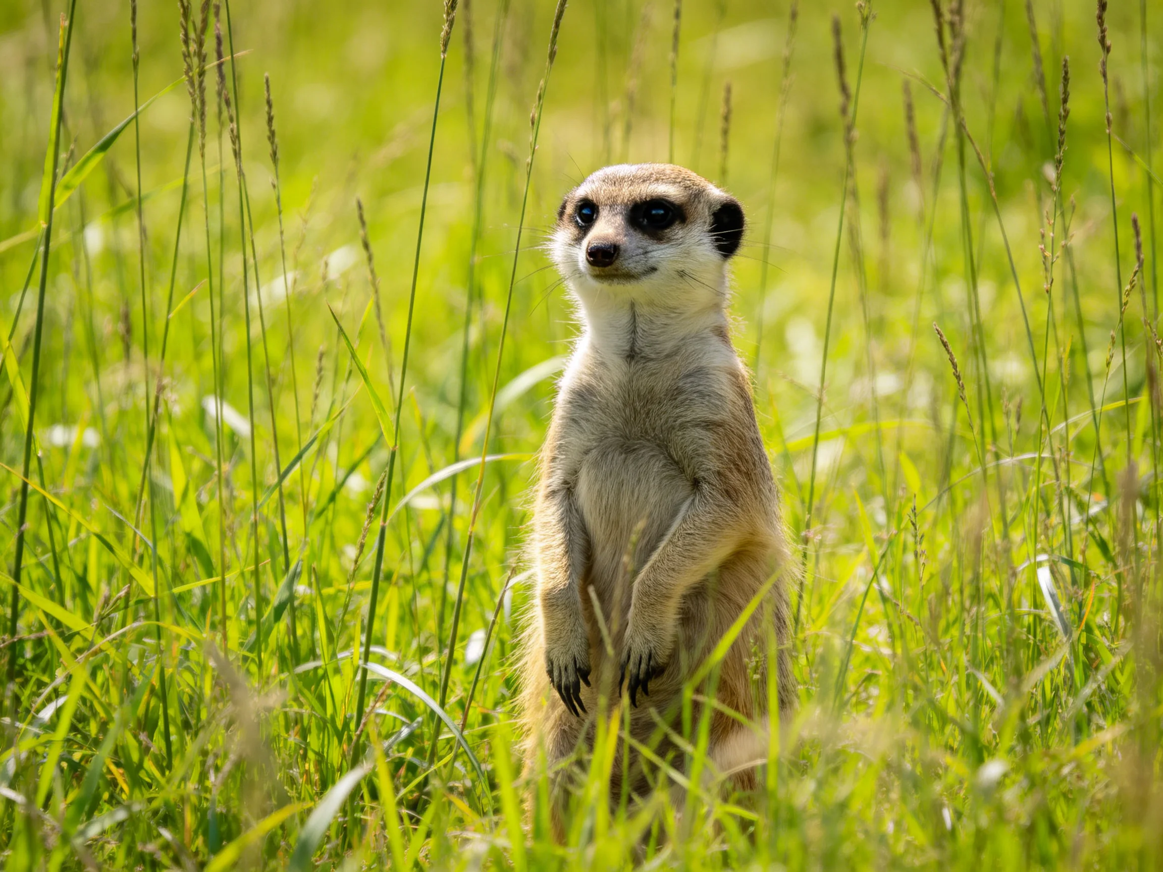 A meerkat stands alert among tall emerald grasses