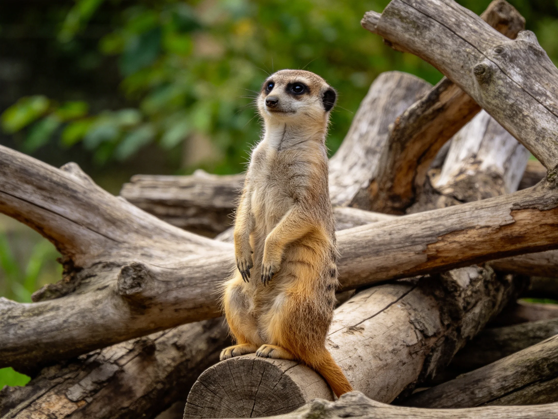A meerkat stands atop stacked weathered logs amidst lush greenery