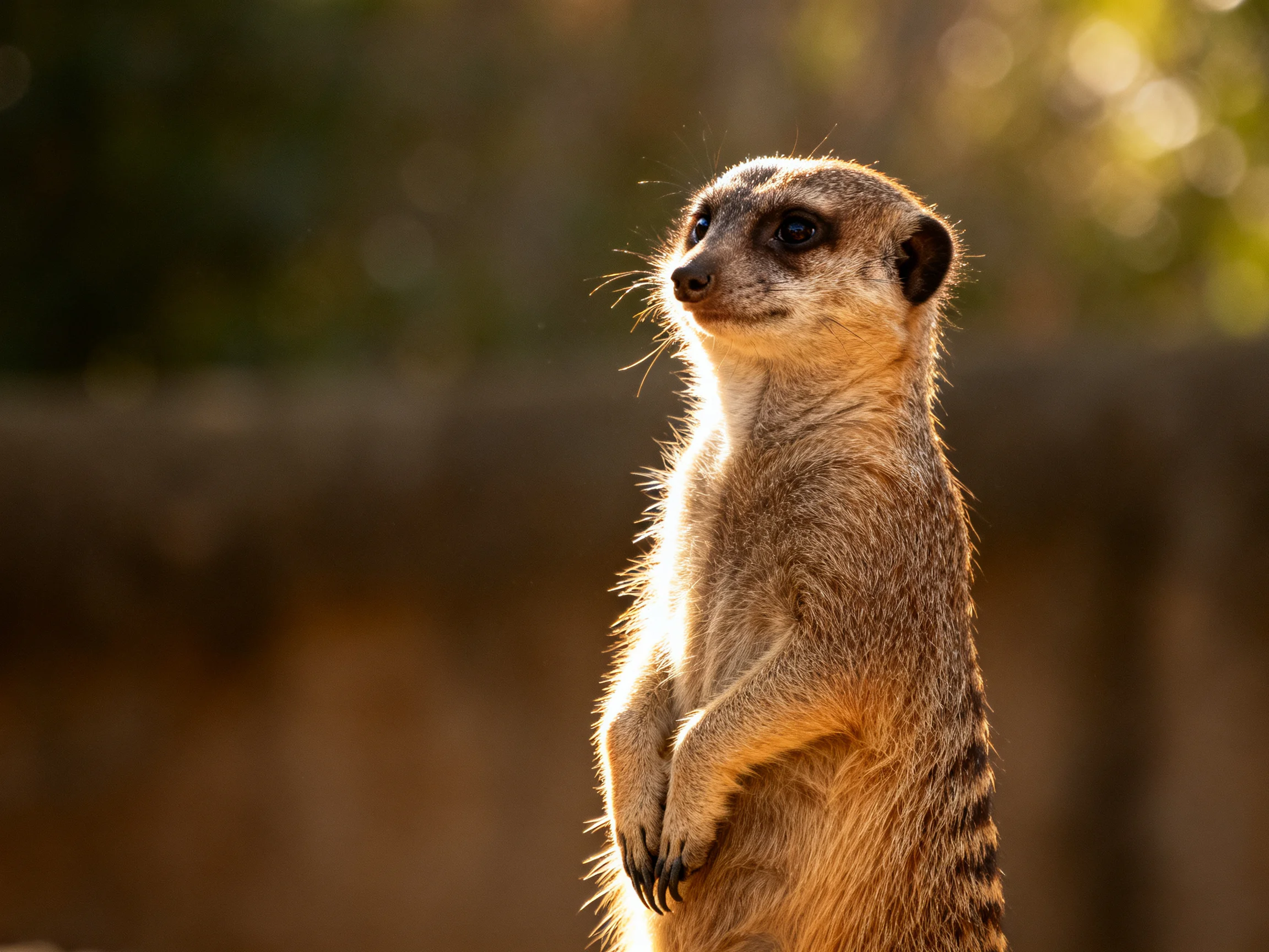 A meerkat stands upright, vigilantly observing its surroundings.