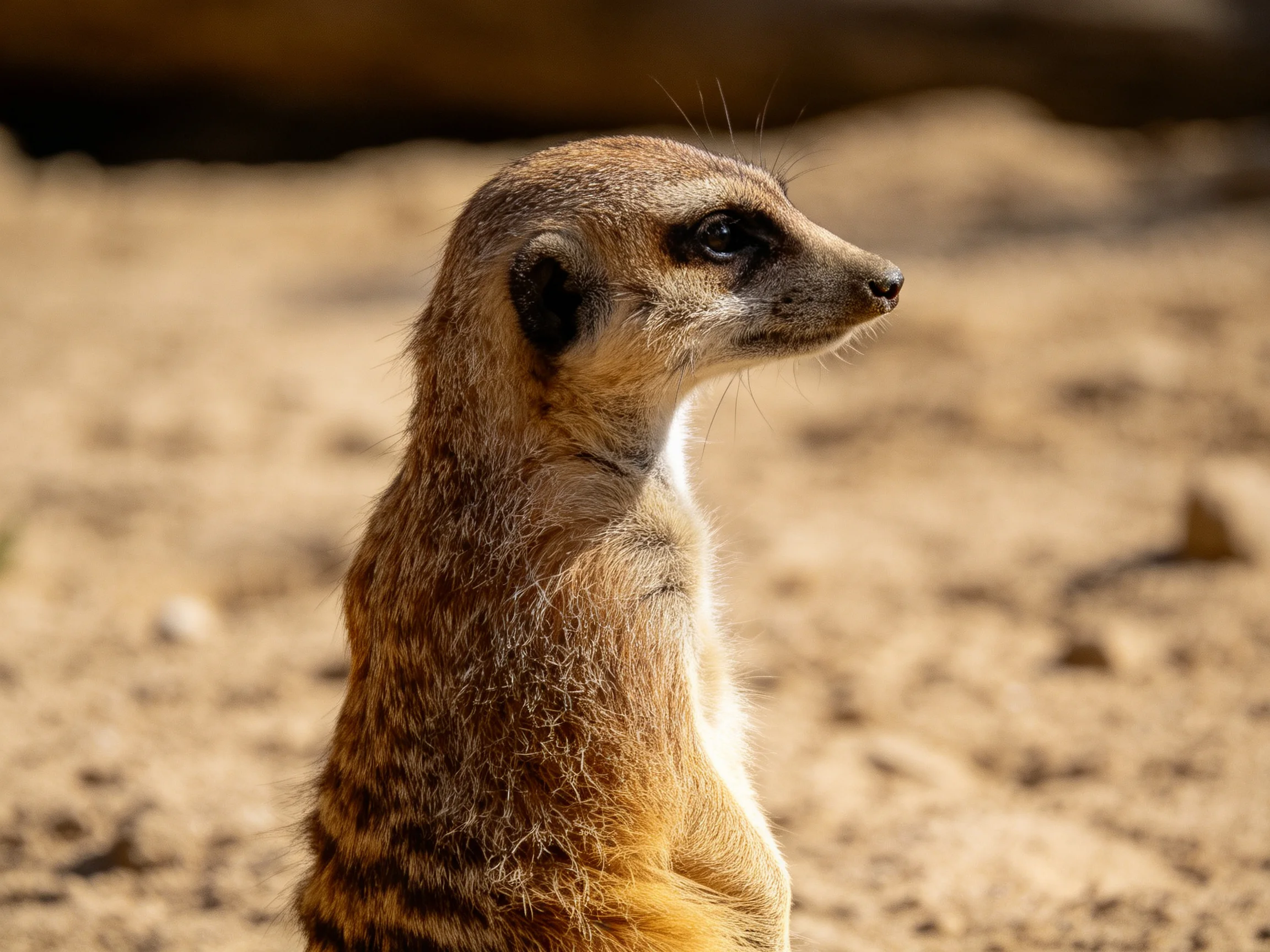 A meerkat with brown and tan fur stands alert in a sunlit sandy terrain