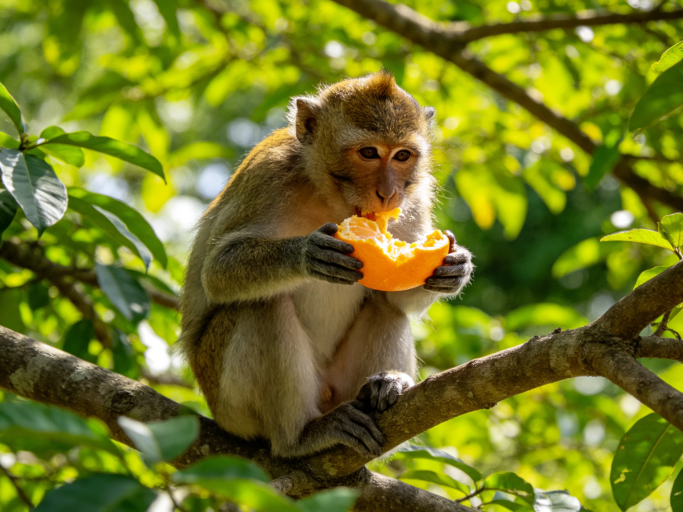A monkey eating an orange on a tree branch amid green foliage