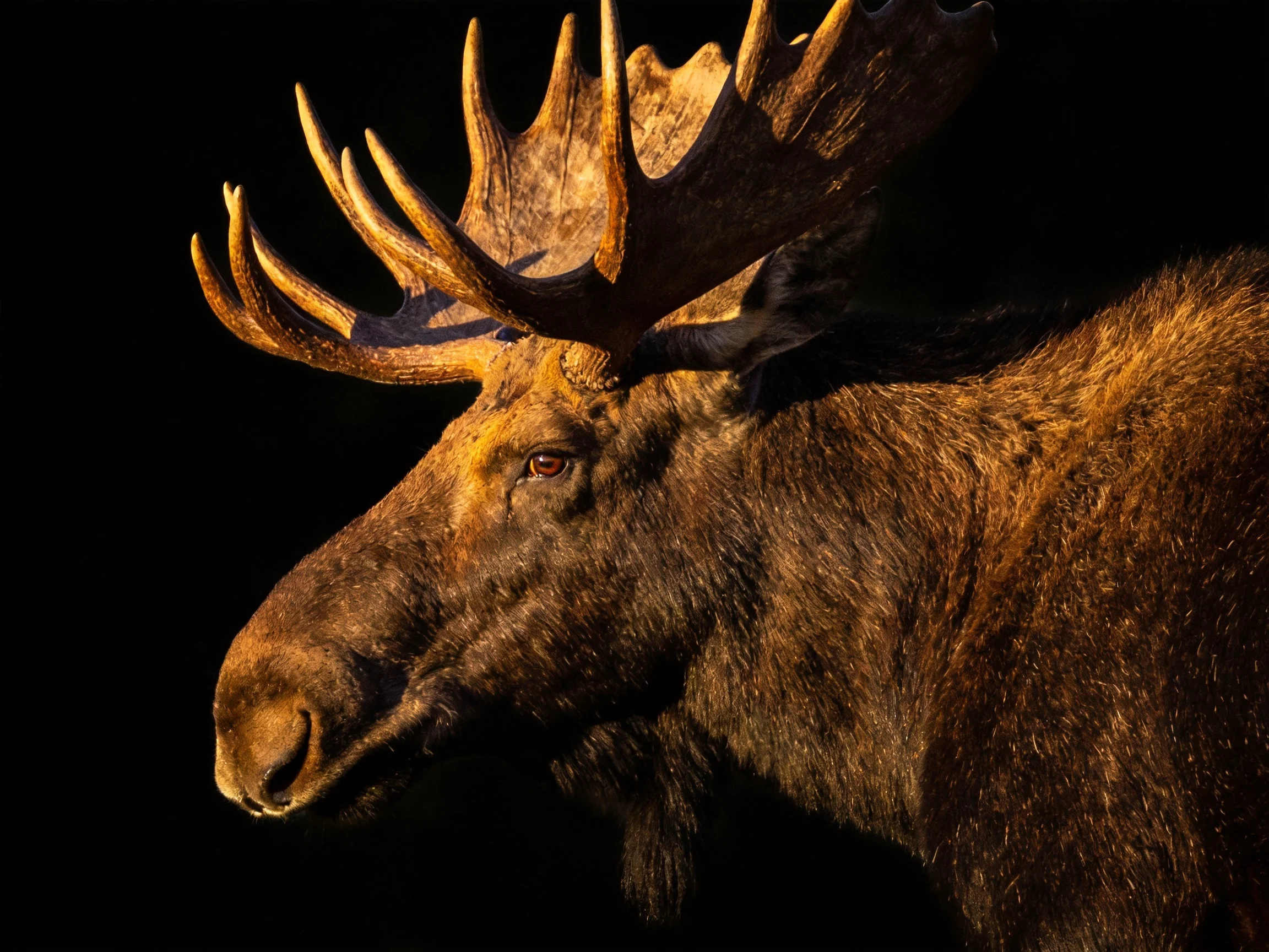 A moose with large antlers against a dark, contrasting background