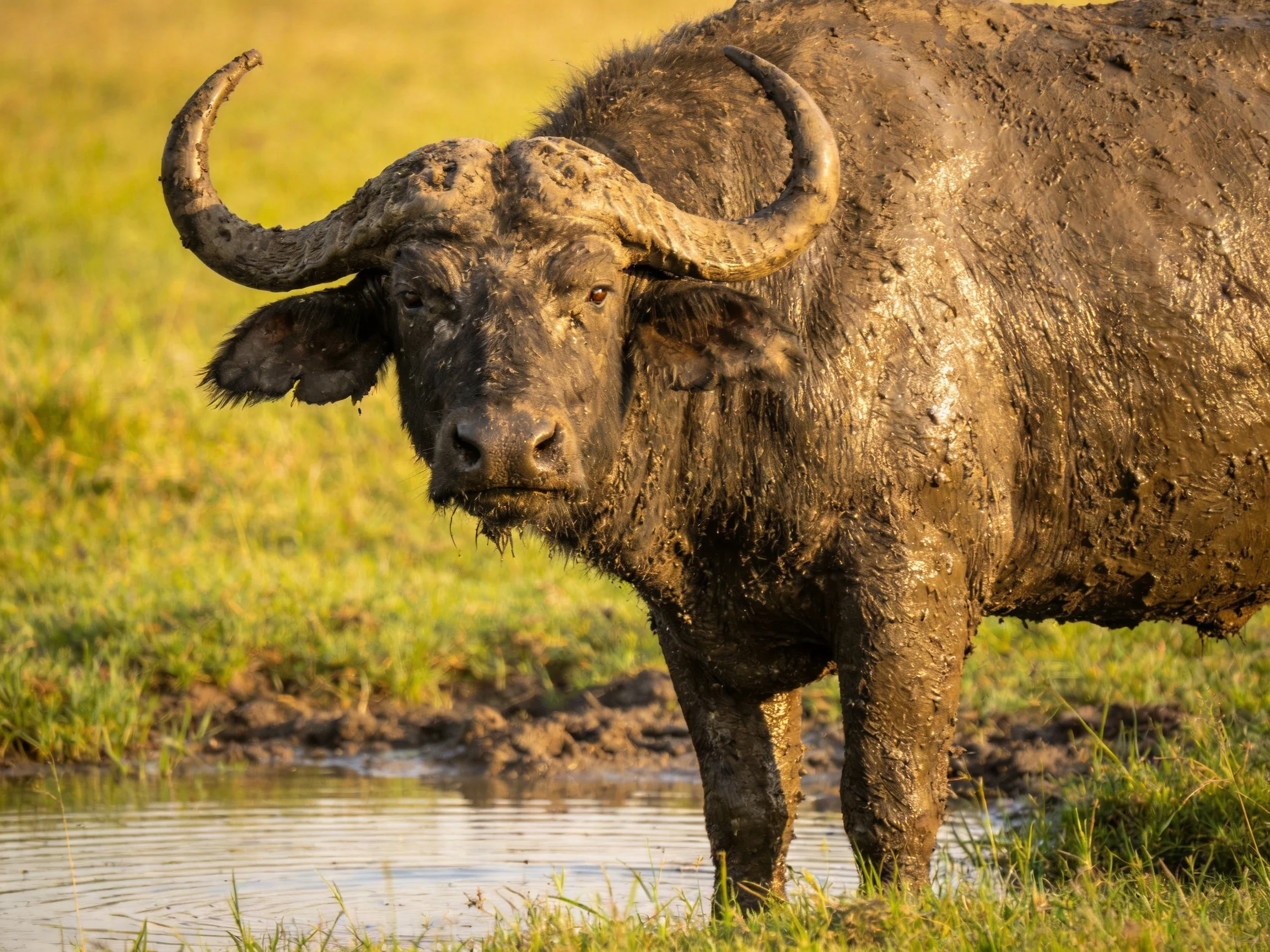 A mud-covered buffalo stands near water in a grassy area.