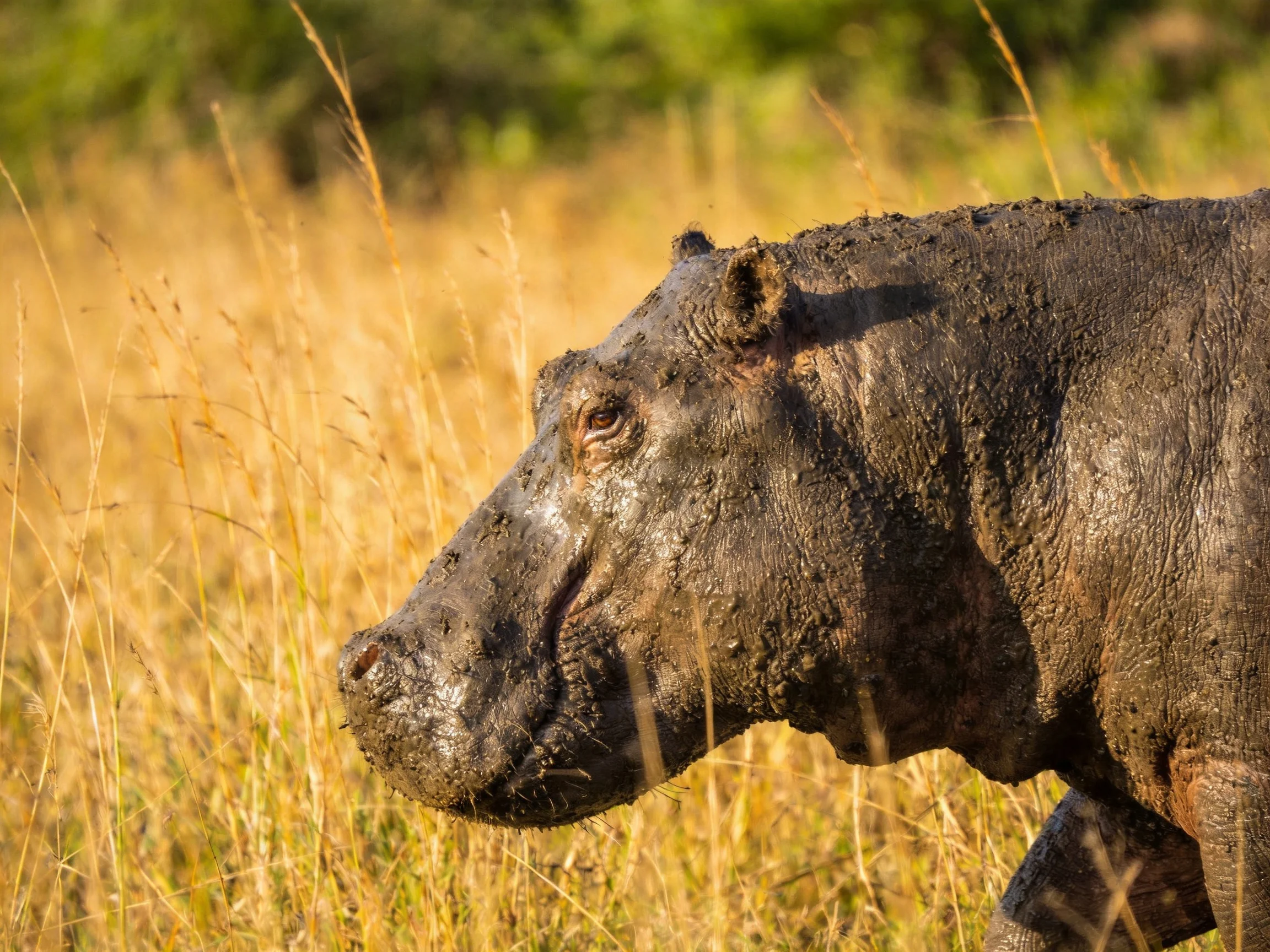 A muddy hippo traversing golden savannah grass under bright sunlight