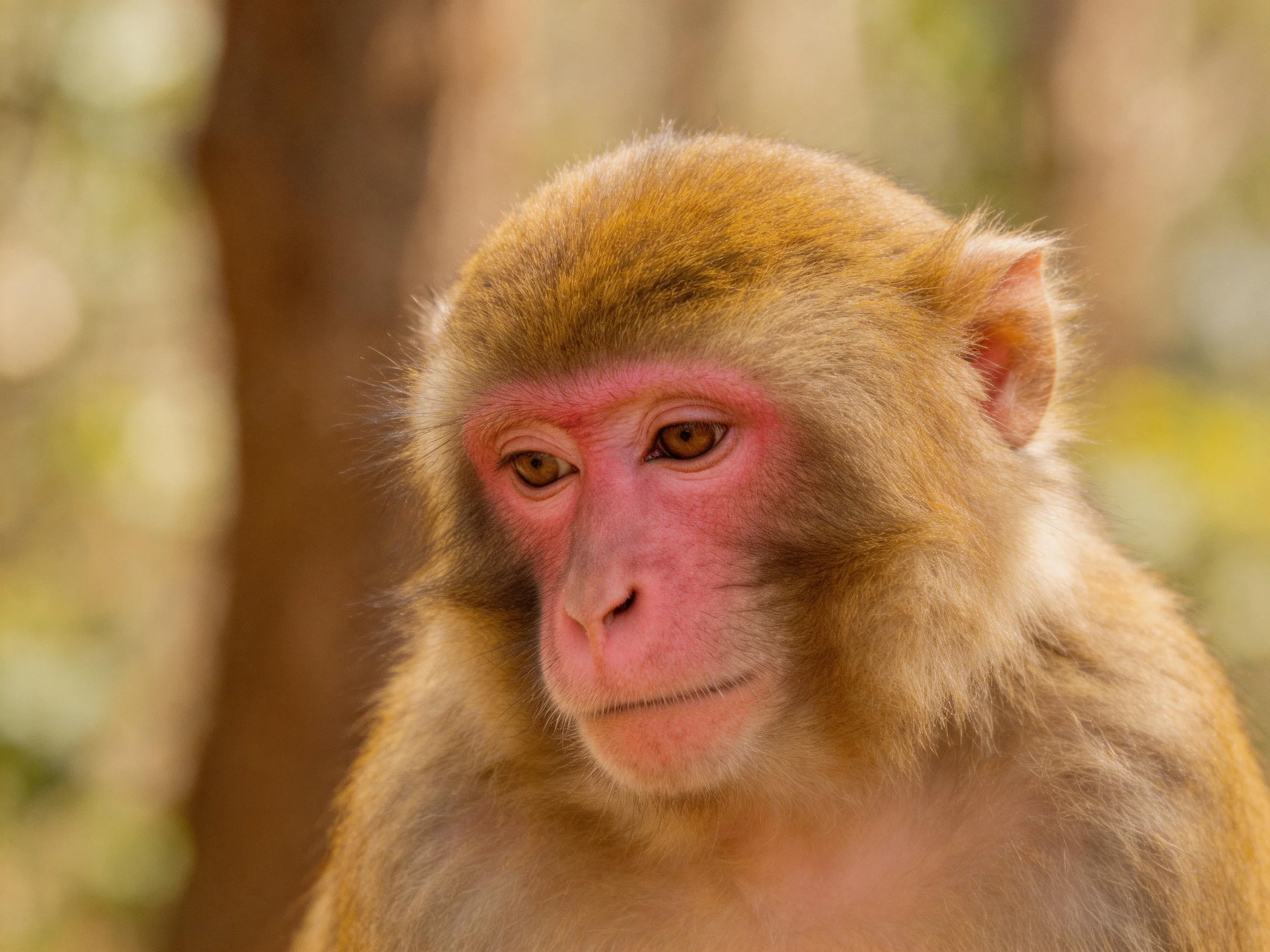 A pink-faced monkey with golden-brown fur in a forest