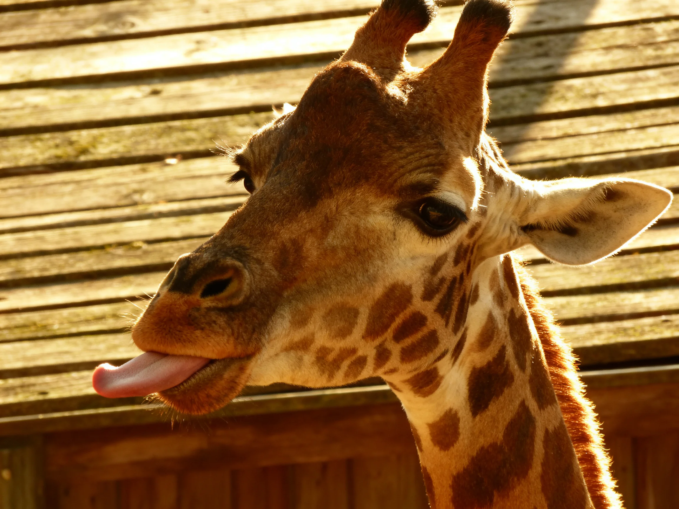 A playful giraffe sticks its tongue out beside aged wooden planks