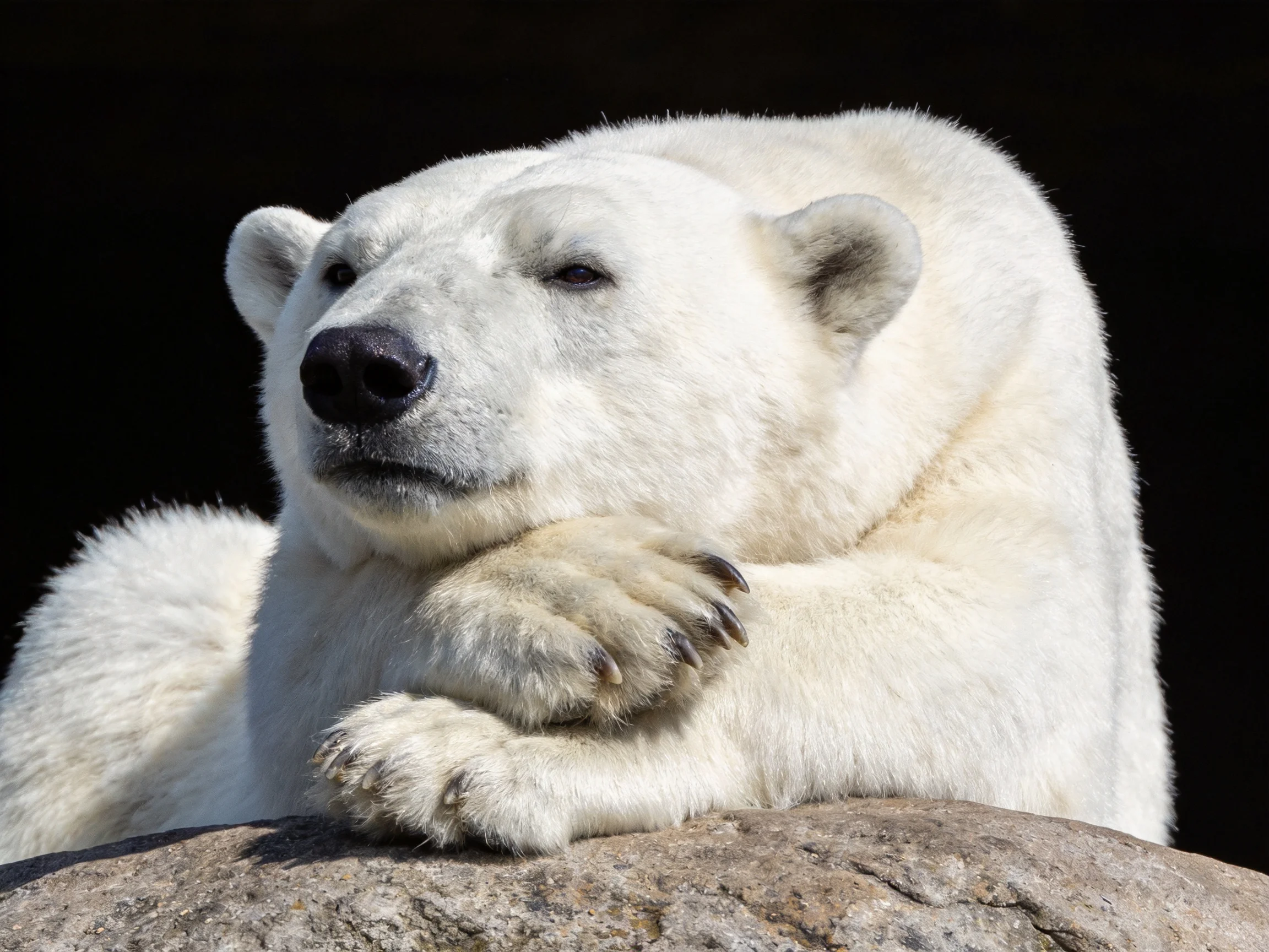 A polar bear rests on a large gray rock with thick white fur
