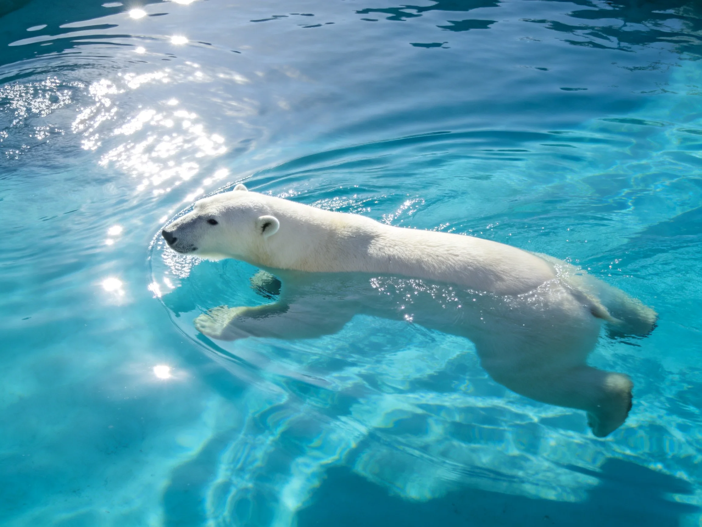 A polar bear swims gracefully in clear turquoise water