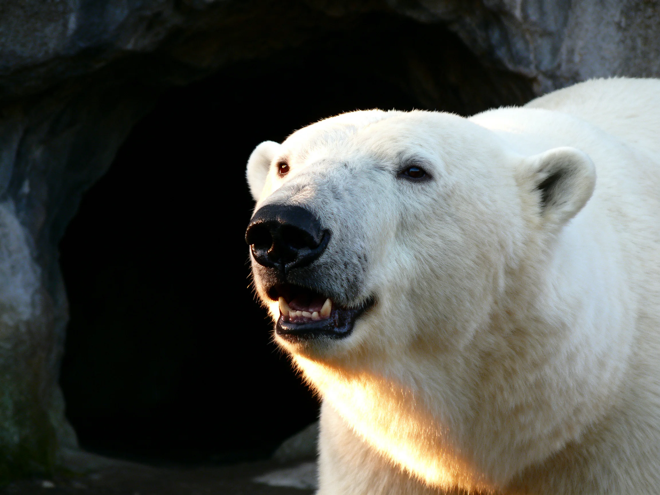 A polar bear with thick white fur near a dark rocky cave entrance