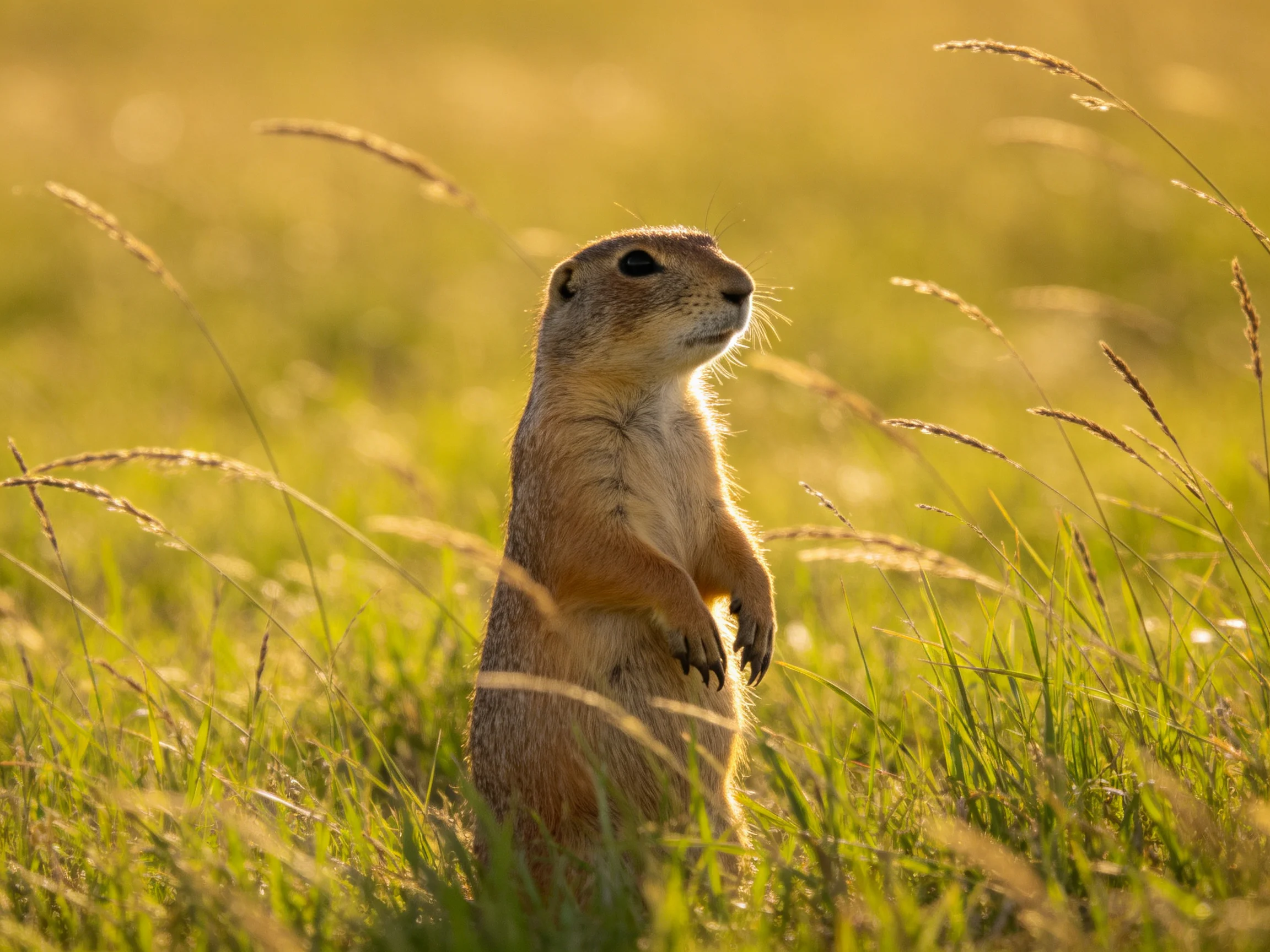 A prairie dog stands alert amid golden grasses in soft sunlight