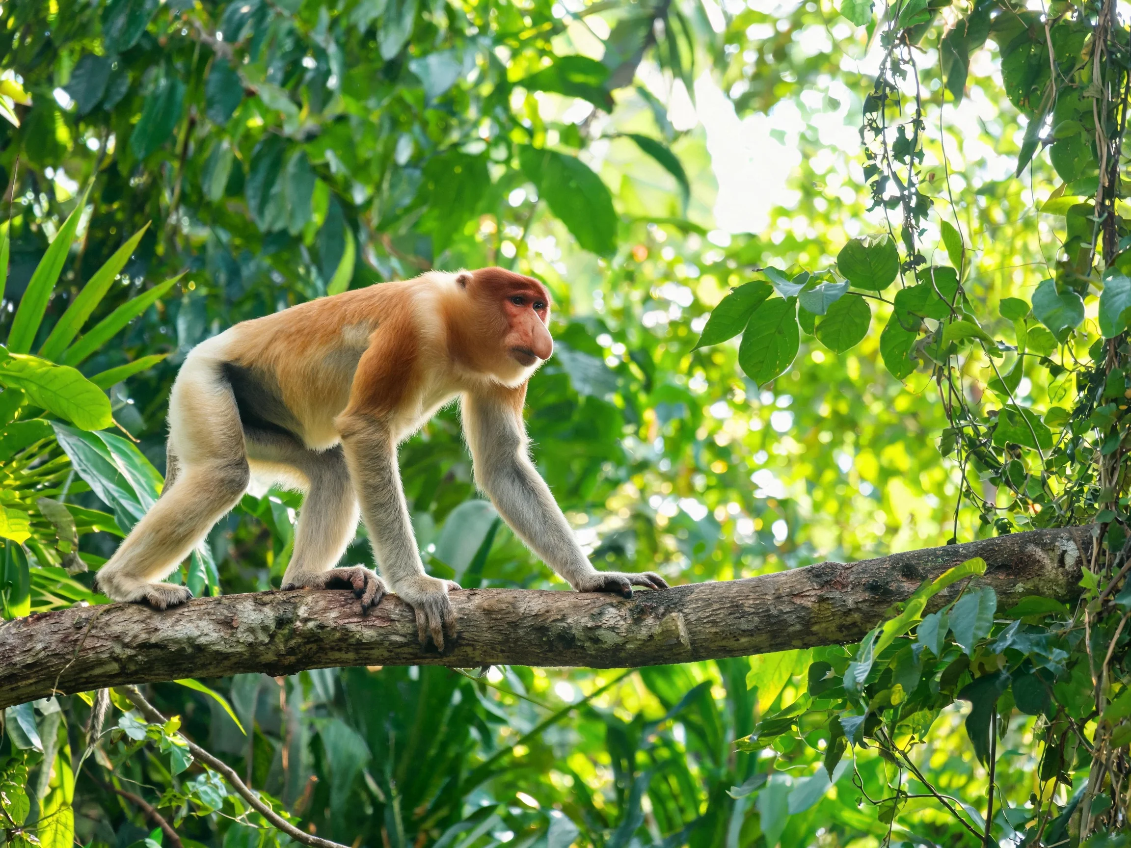 A proboscis monkey traverses a tree branch in lush green surroundings.