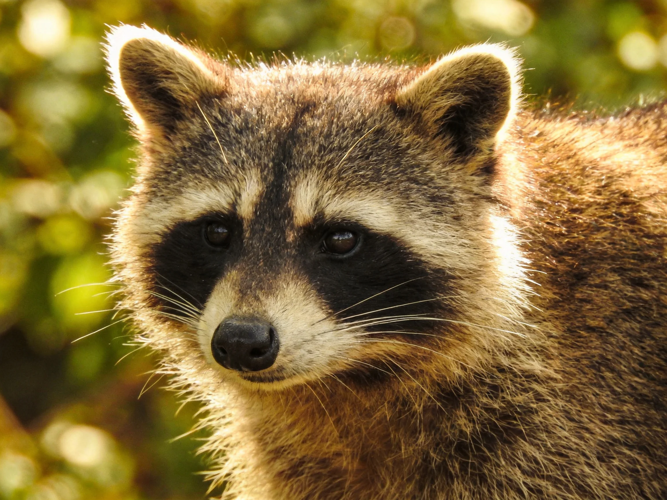 A raccoon with dark facial markings and brown fur in a natural setting