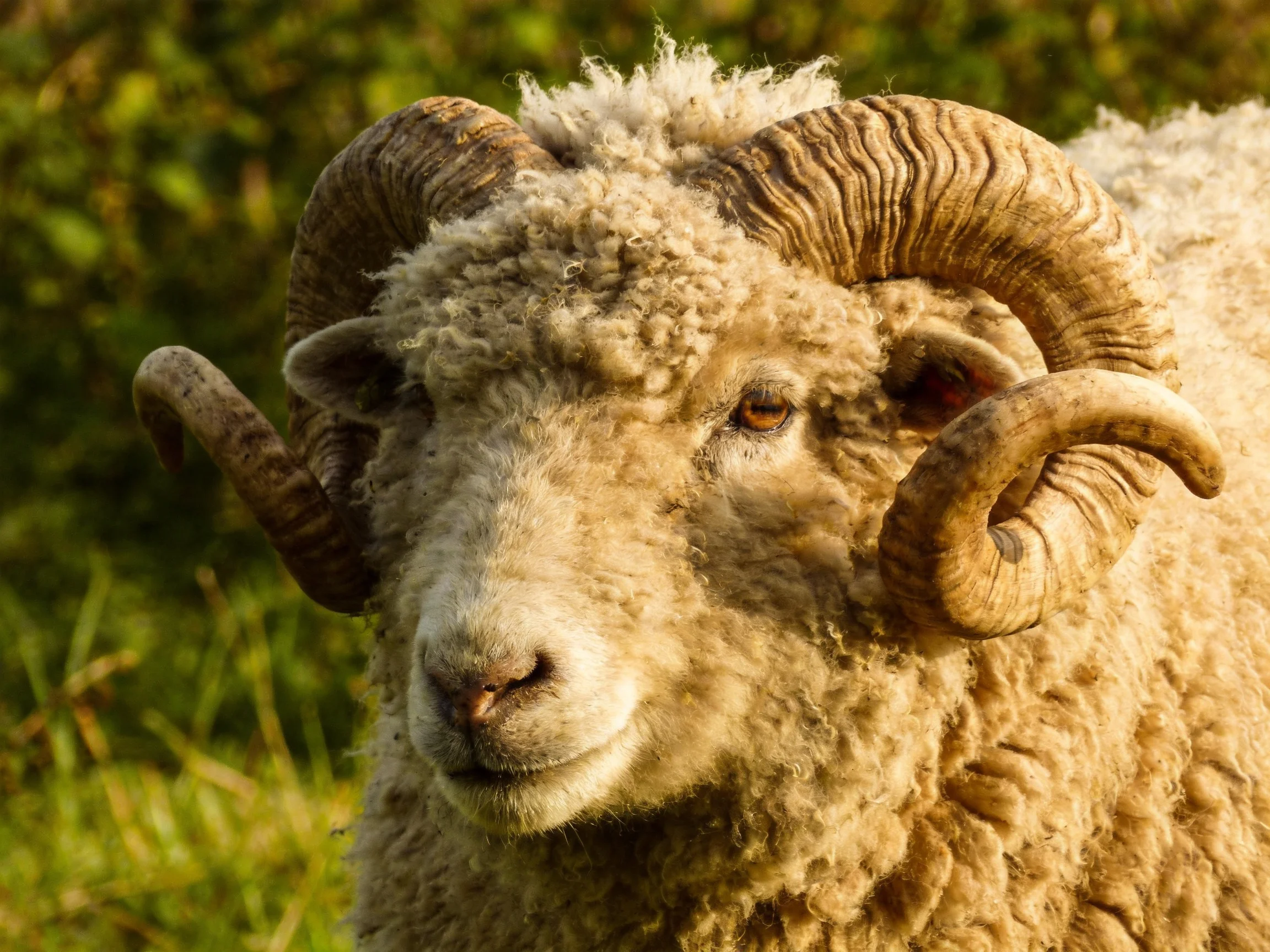 A ram with large curved horns and thick wool stands in a sunlit green outdoor setting.