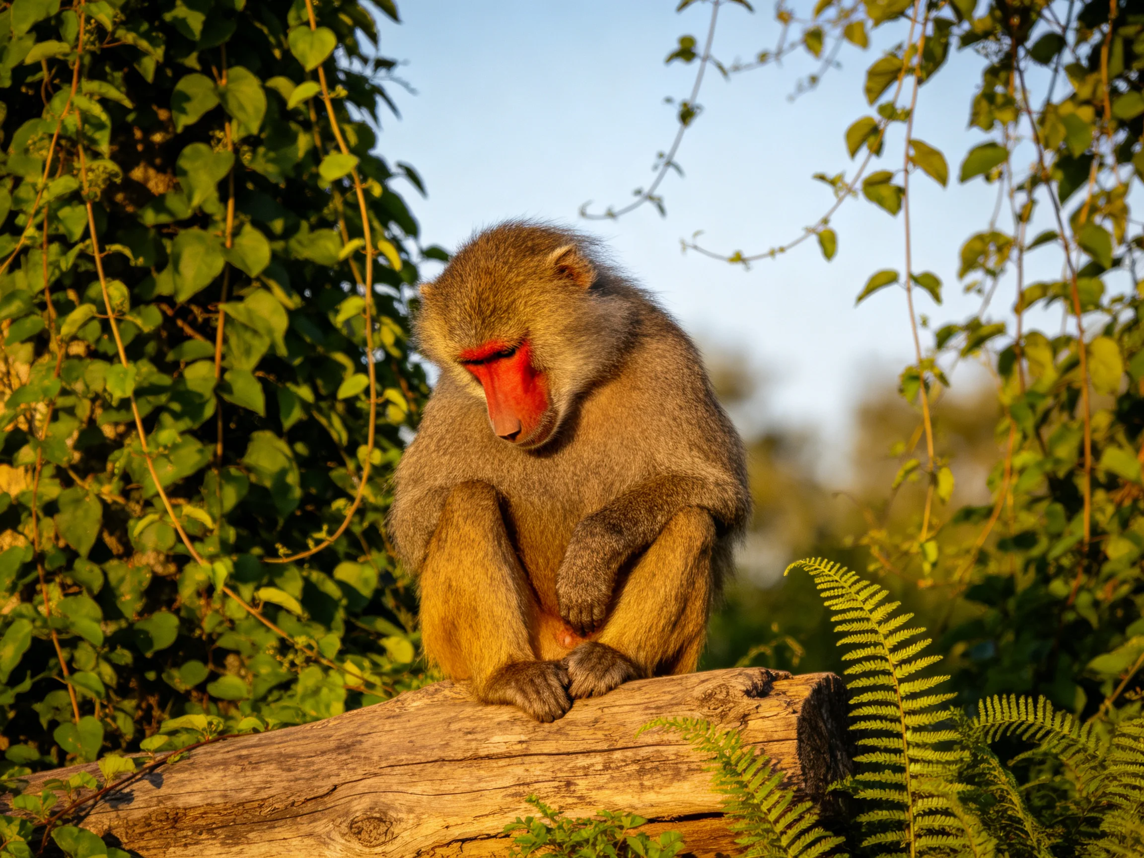 A red-faced monkey sits on a weathered log surrounded by lush greenery
