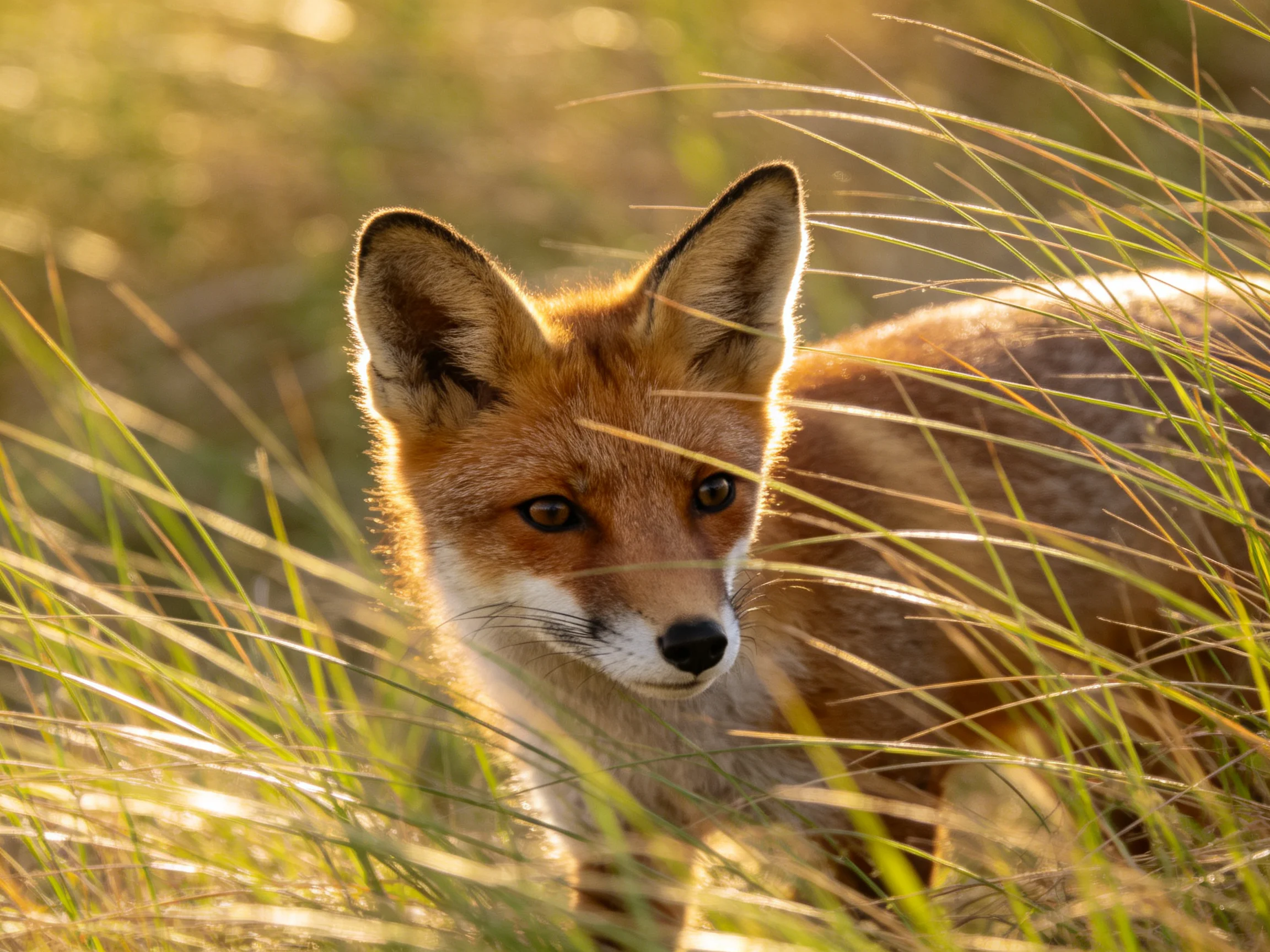A red fox blends into golden grasses under warm sunlight