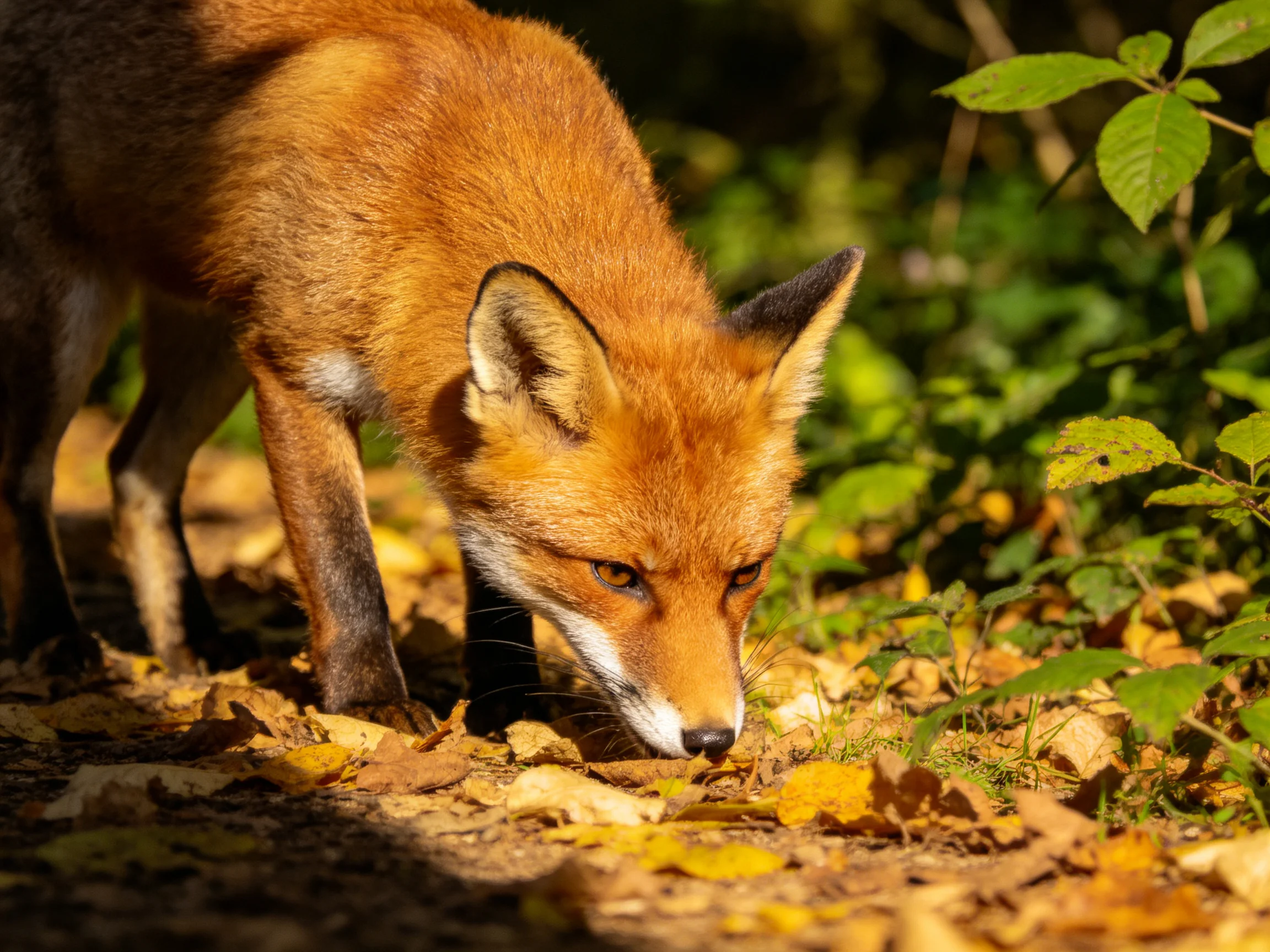 A red fox explores golden autumn leaves in a sun-dappled forest