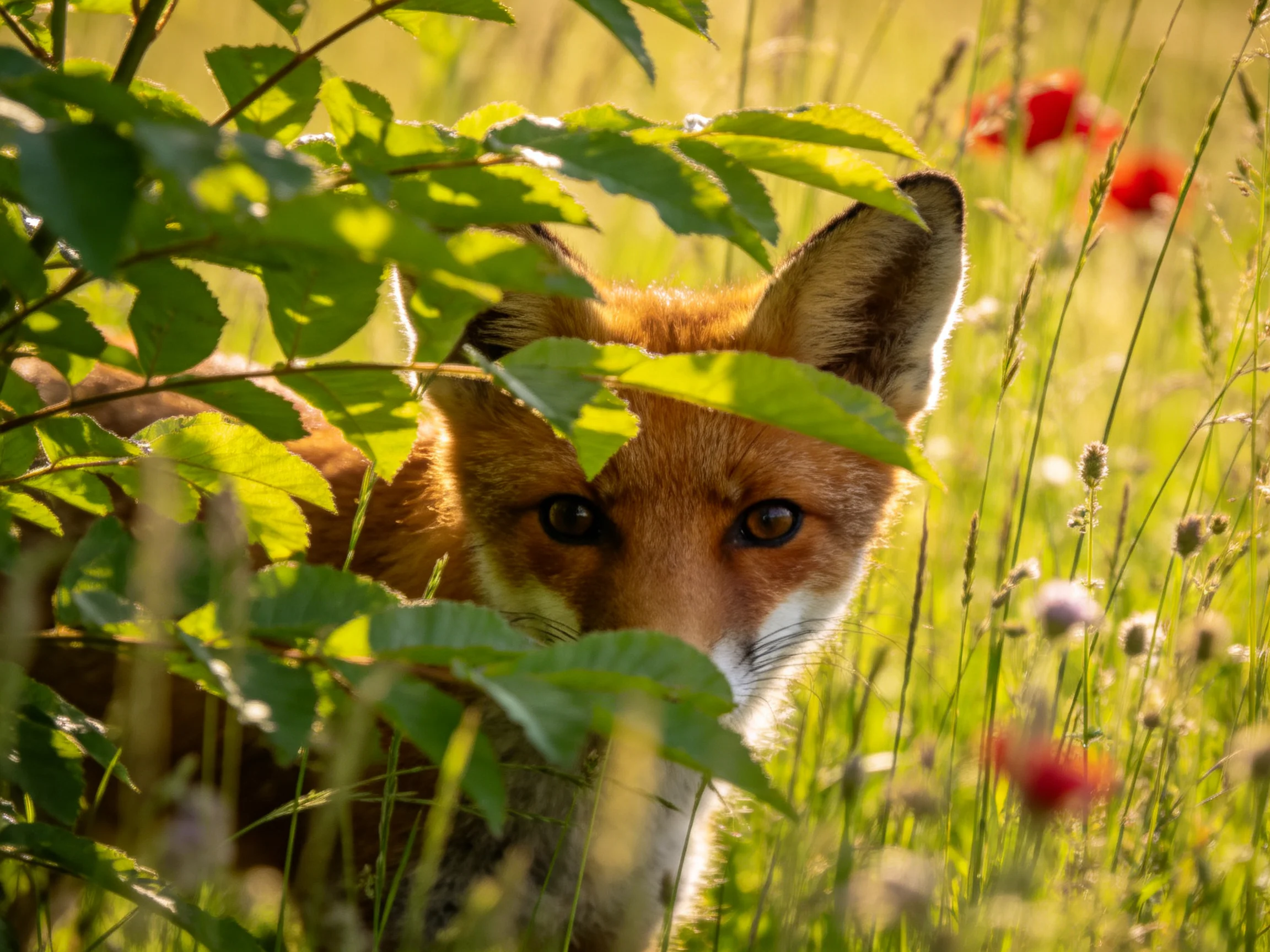 A red fox hides amid lush green foliage with wildflowers in a sunlit meadow