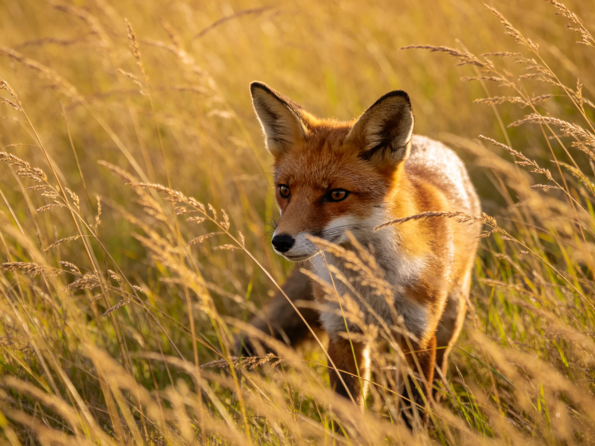 A red fox in golden tall grass under warm sunlight