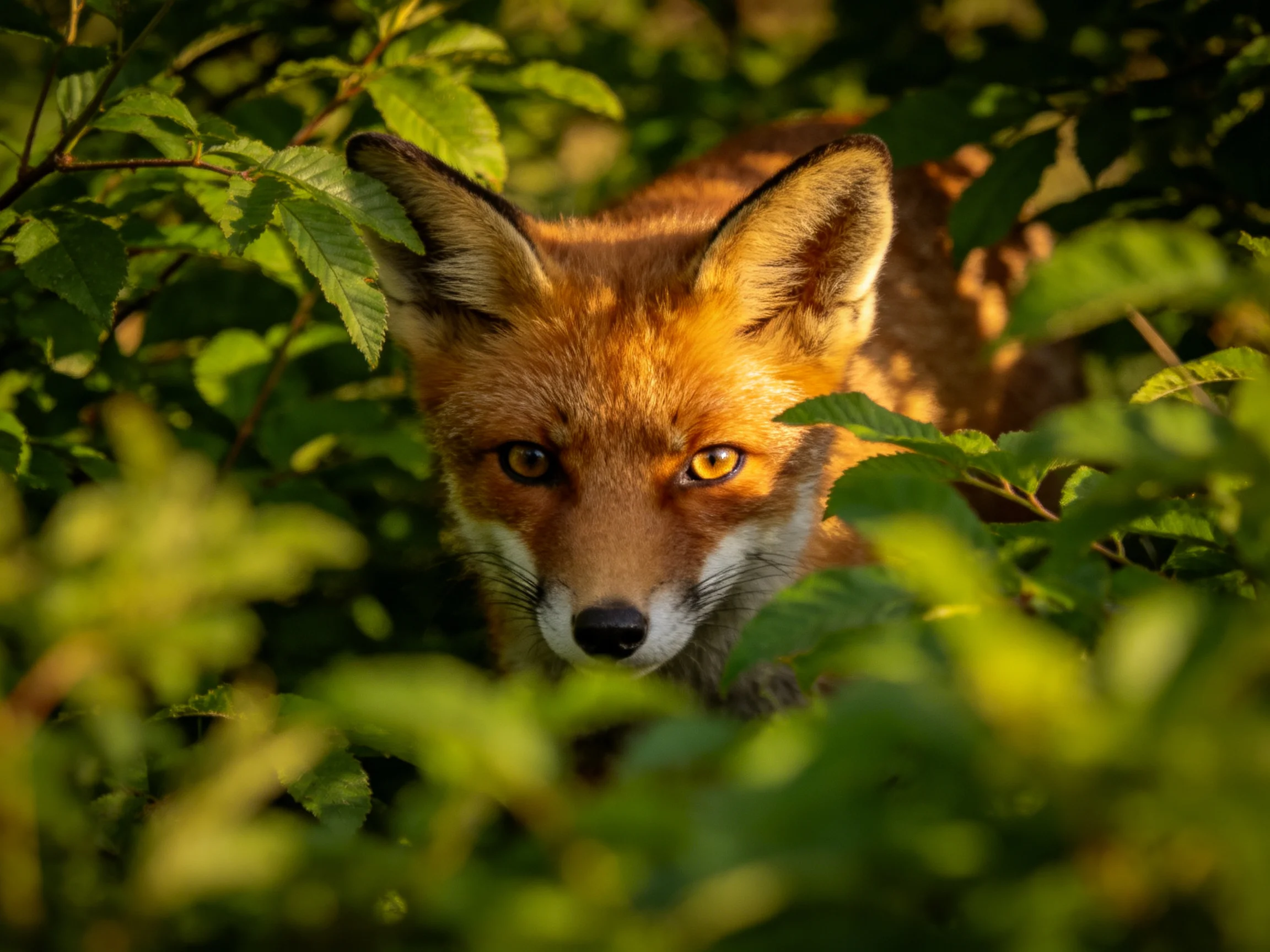 A red fox peeks from dense green foliage in golden sunlight