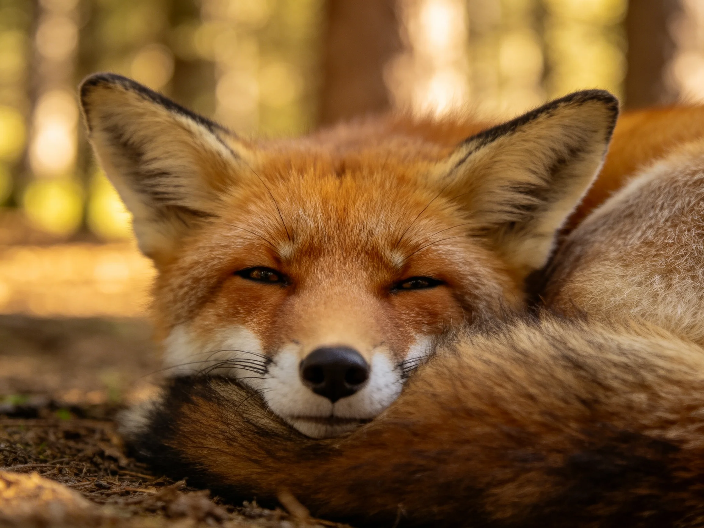 A red fox rests serenely in a sun-dappled forest clearing