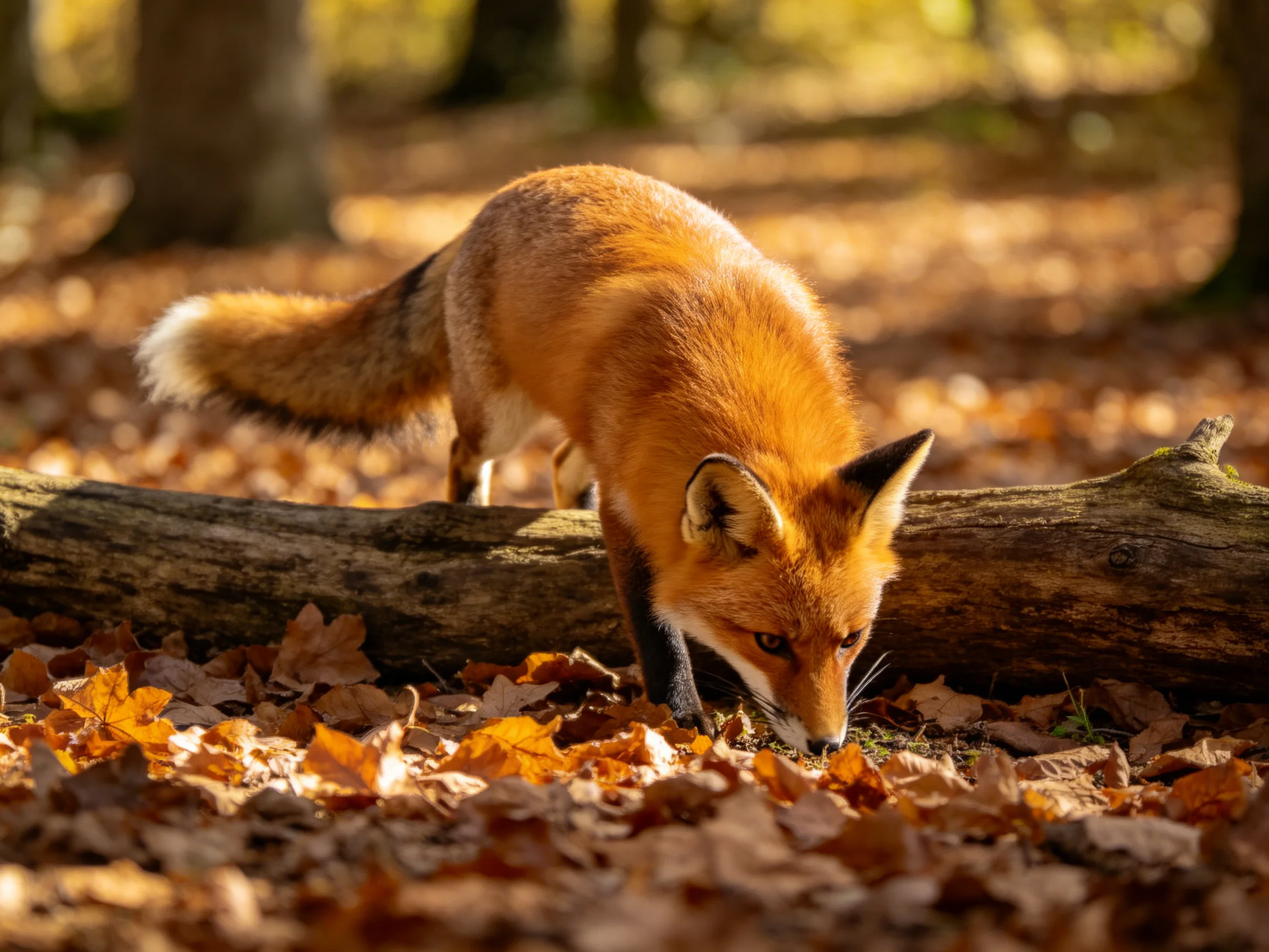 A red fox explores among fallen autumn leaves in a sunlit forest.