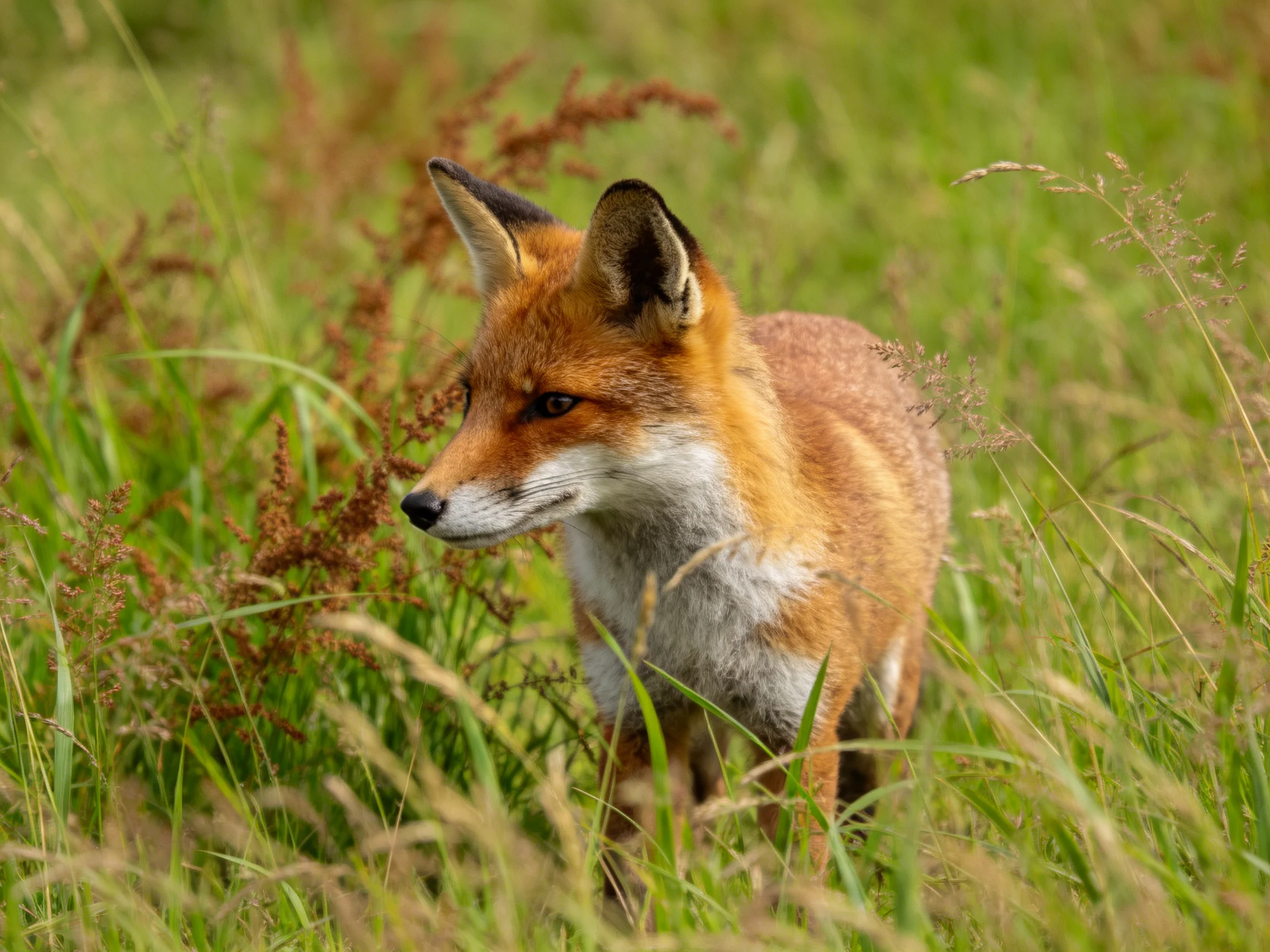 A red fox stands amid tall green and brown wild grasses