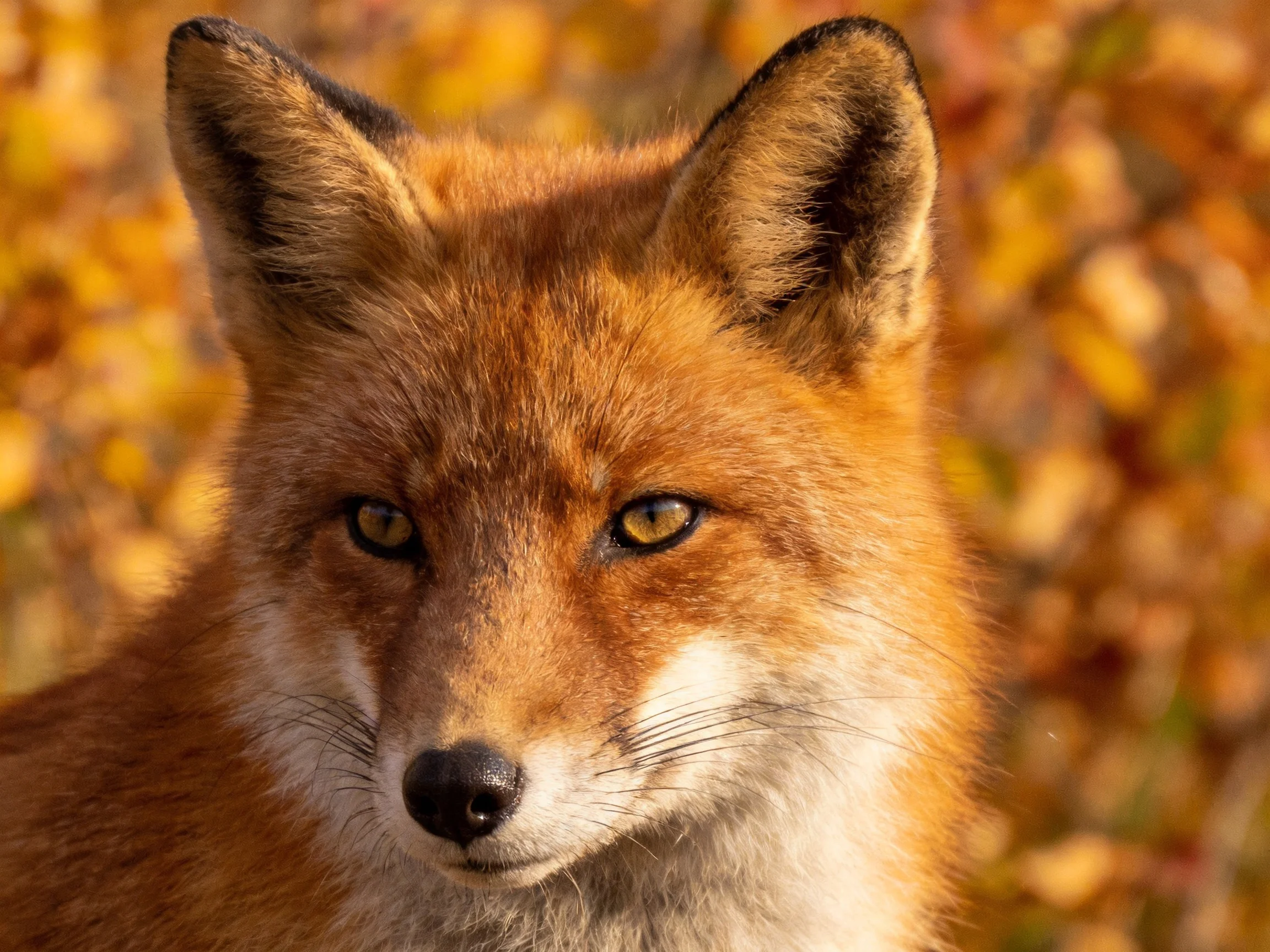 A red fox with golden eyes amidst warm autumn foliage