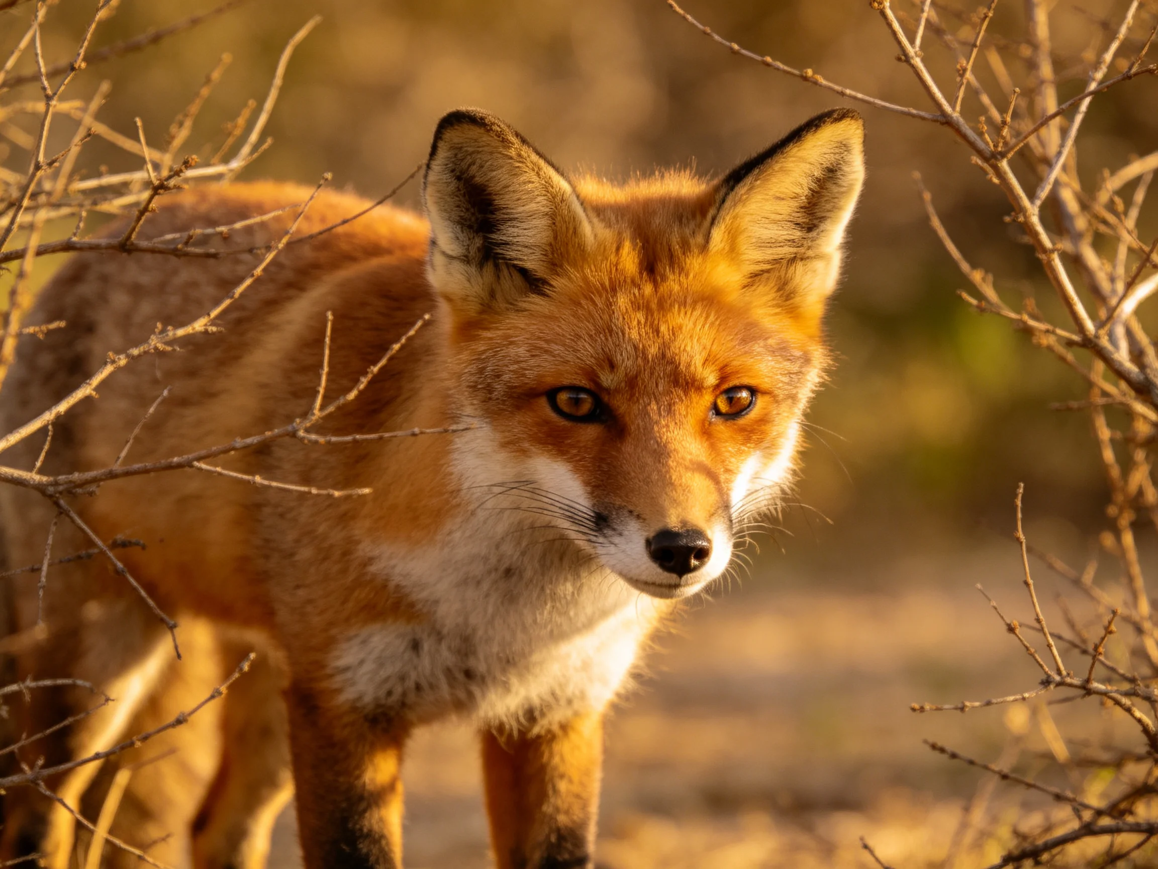 A red fox with golden fur hides among dry bushes in warm sunlight