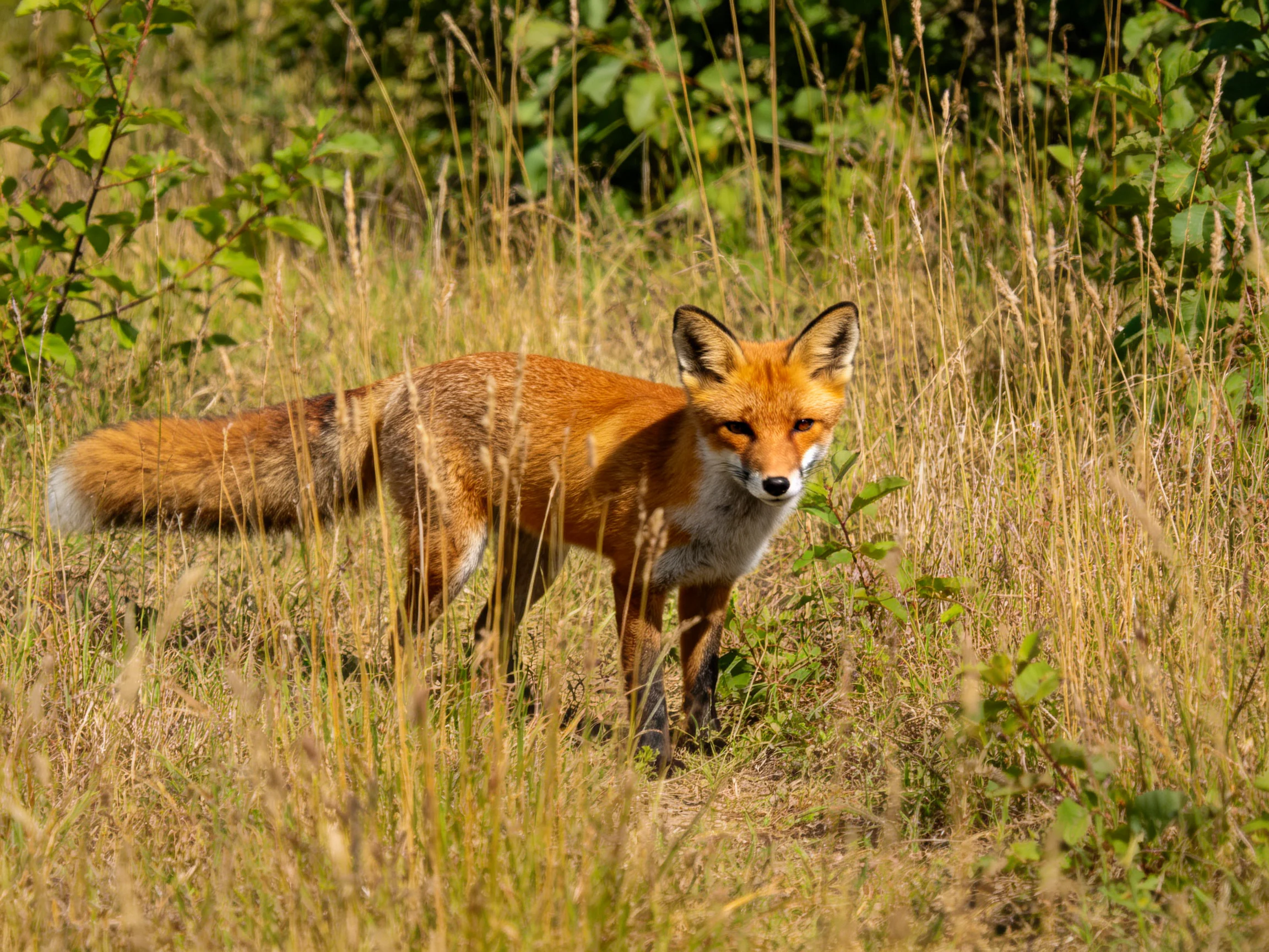 A red fox with orange fur among tall golden grasses in a sunlit meadow