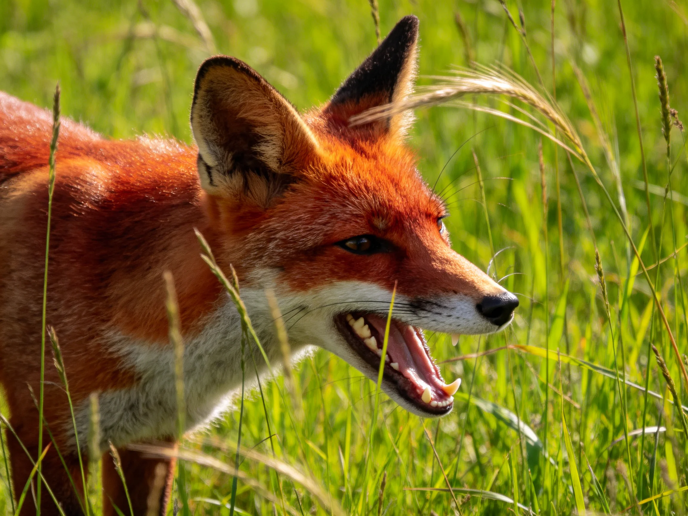 A red fox stands among tall green grass with mouth open.