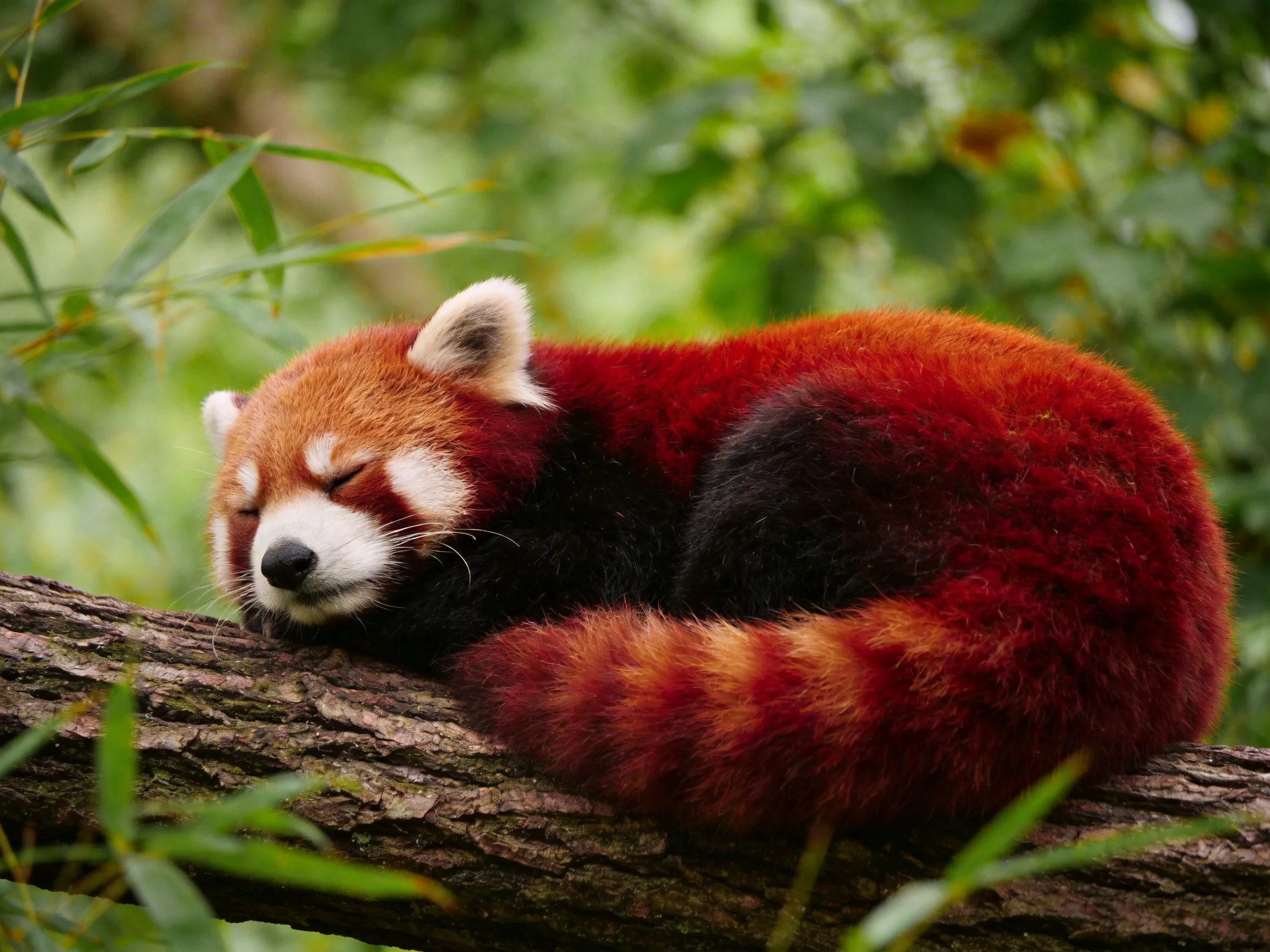 A red panda sleeps curled on a tree branch in a leafy environment.