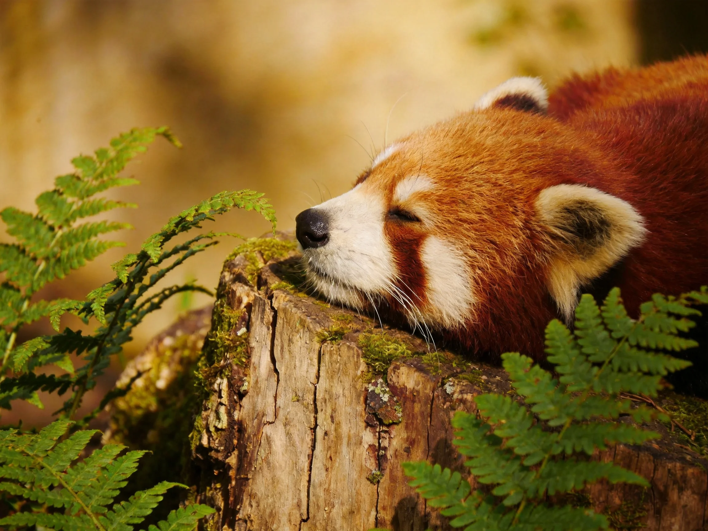 A red panda rests on a mossy tree stump amid lush ferns