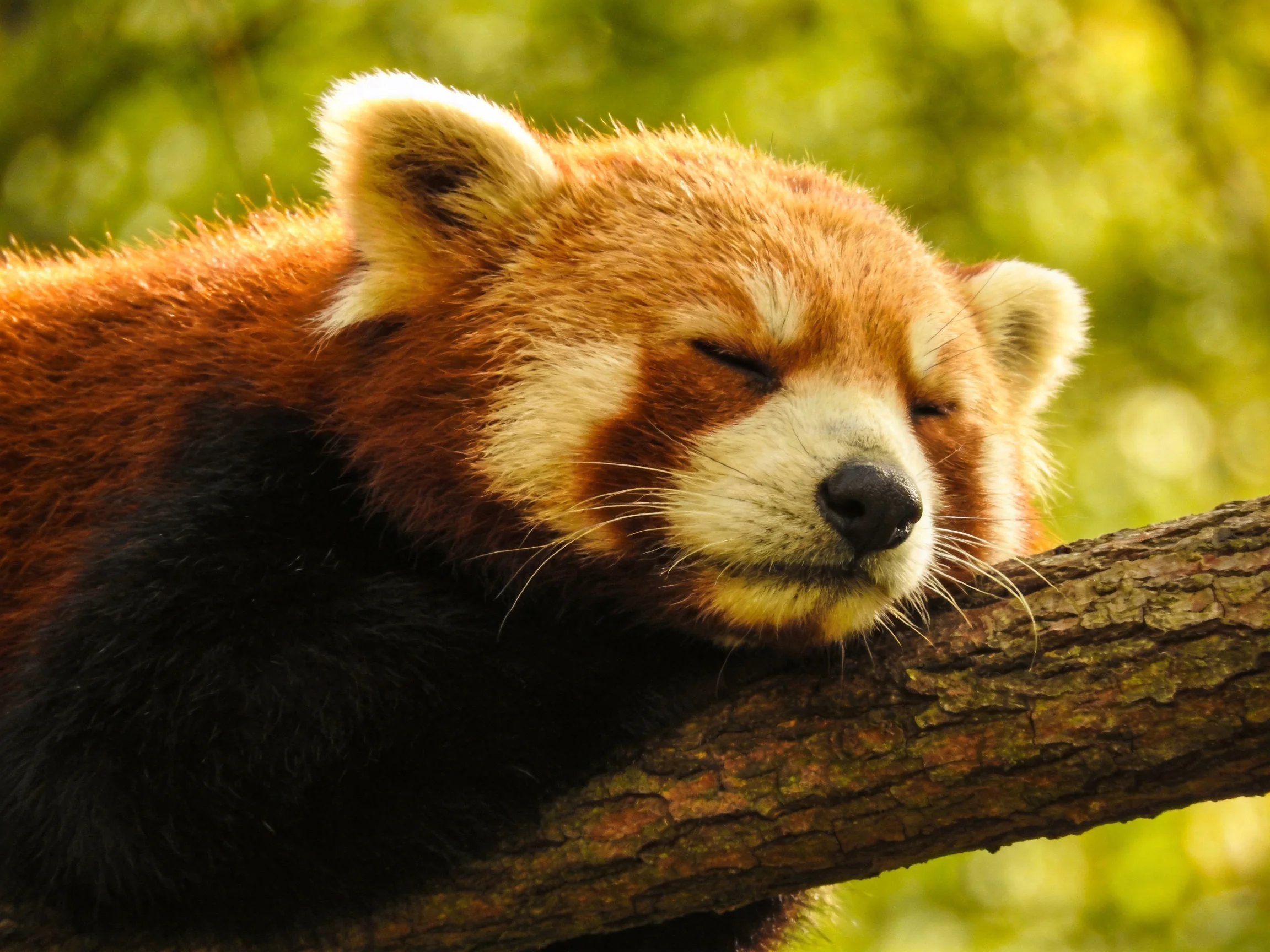 A red panda sleeps contentedly on a thick brown tree branch